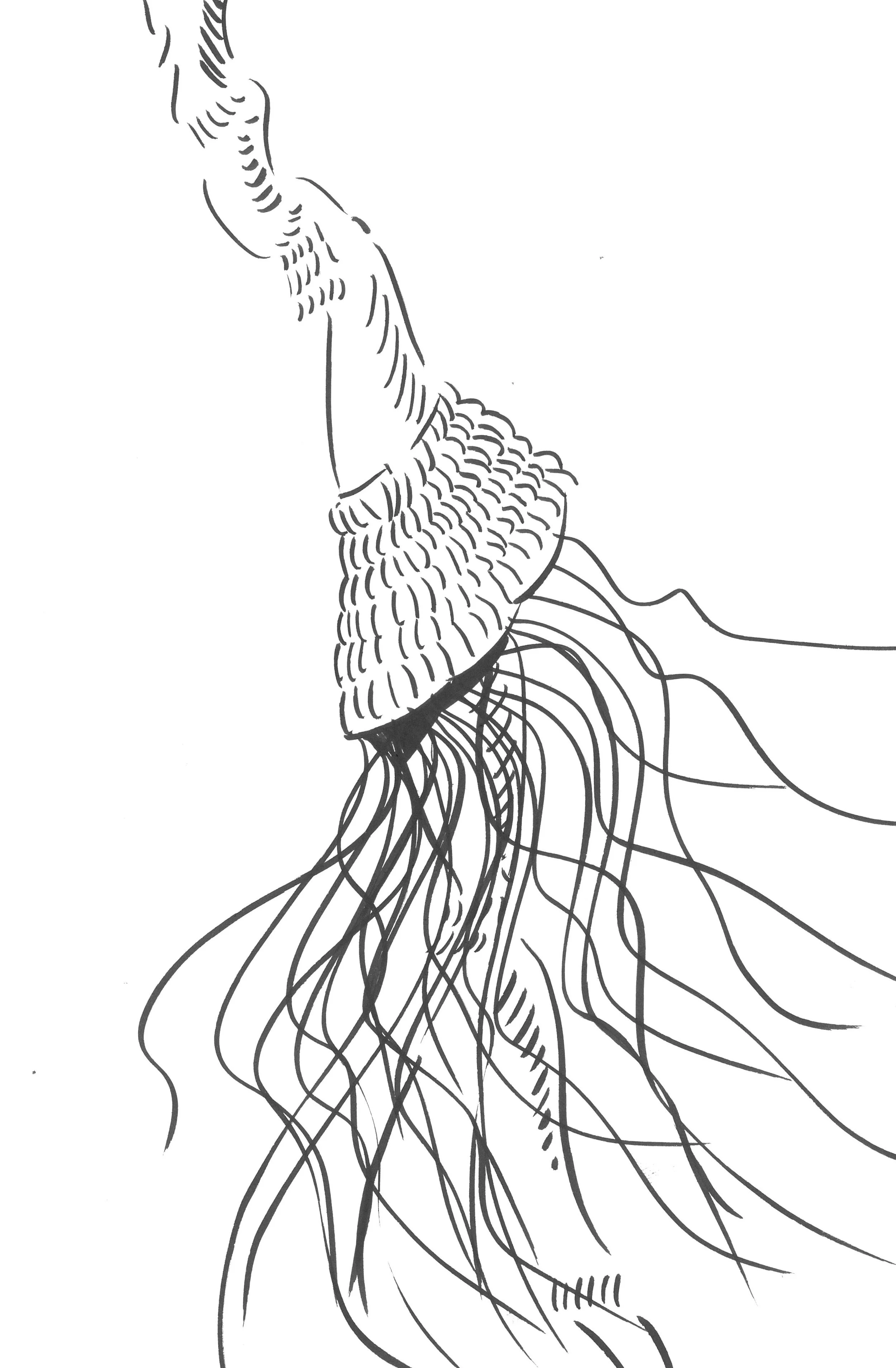  Coleodia Filament | Ink On Paper 