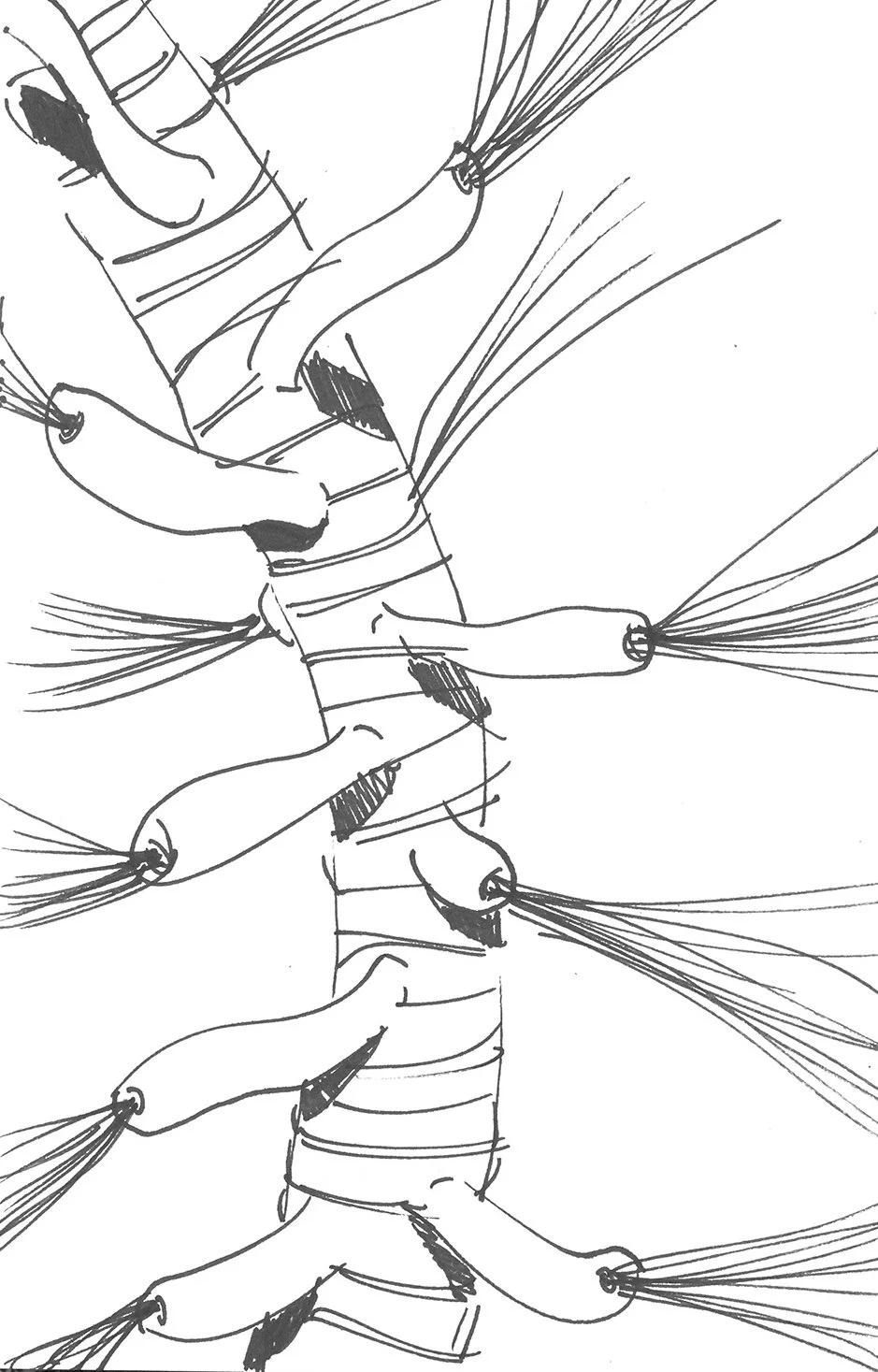  Flowering Tubular | Ink On Paper 