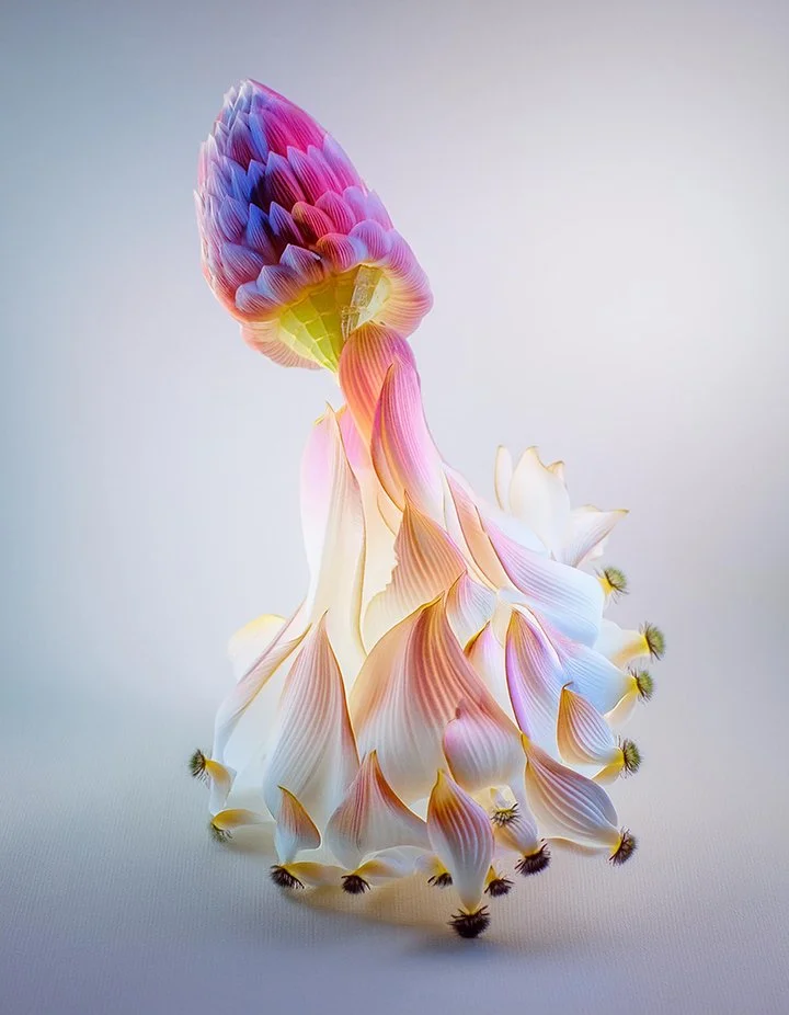  Flora Cephalopoda | Digital  