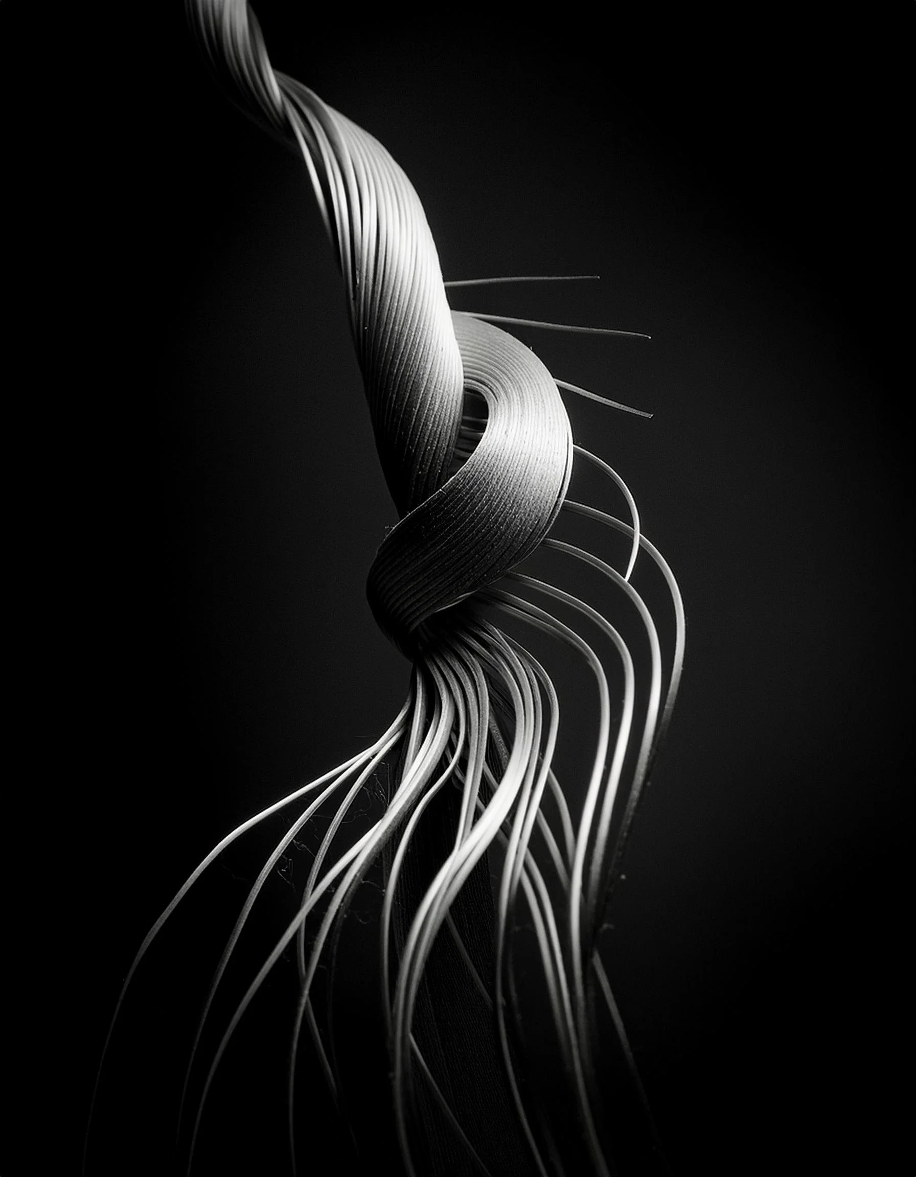  Coleodia Filament | Digital 