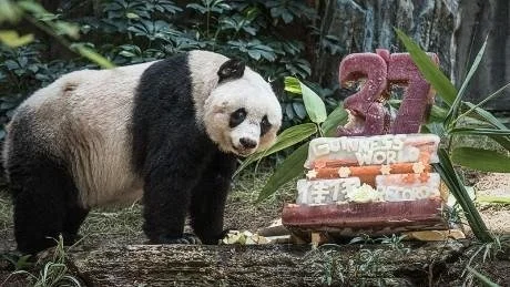Hong Kong's Jia Jia sets Guinness World Record as oldest panda