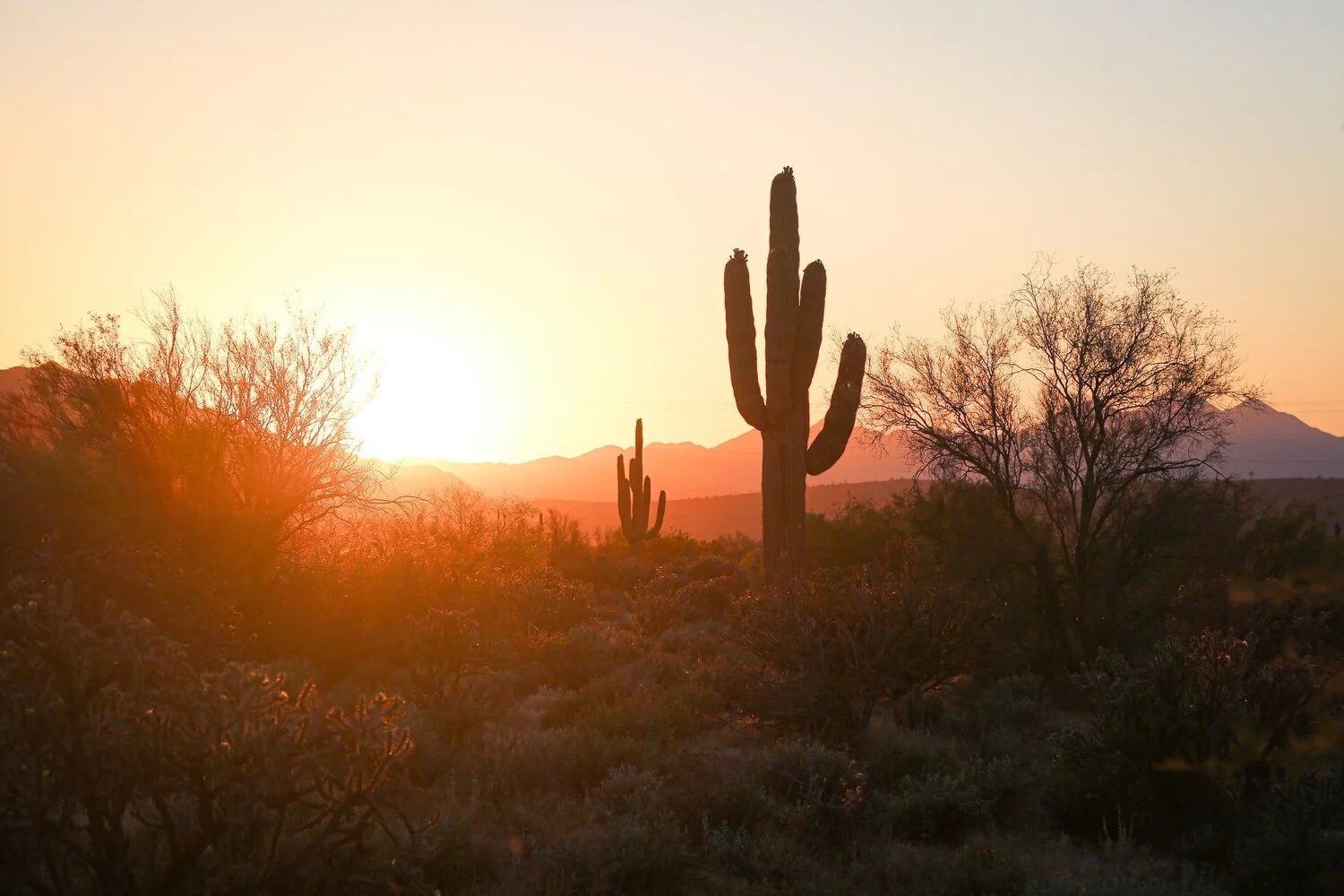 Phoenix Travel Guide: Where To Stay, What To Eat, and More