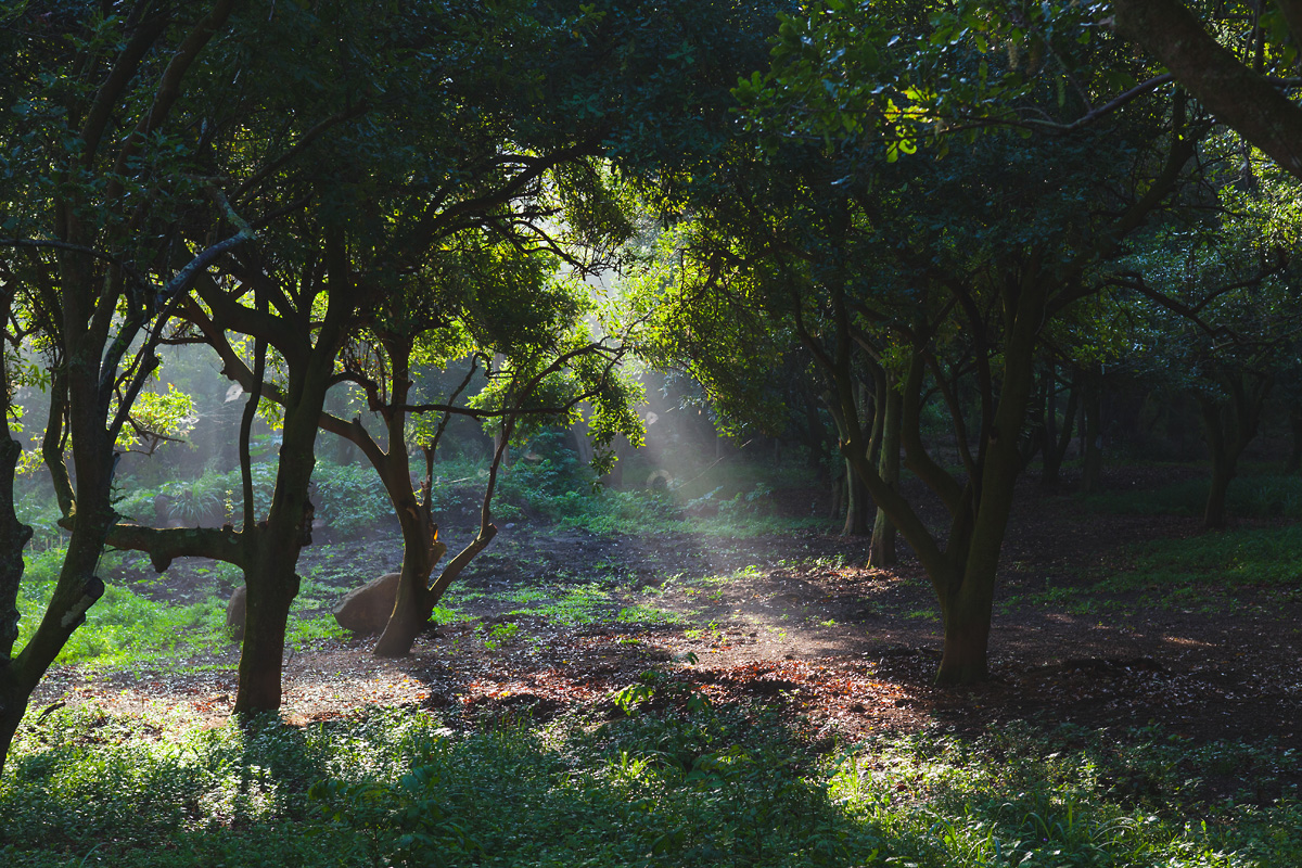 heavenmcarthur-inhabit-land-hawi-104-web.jpg