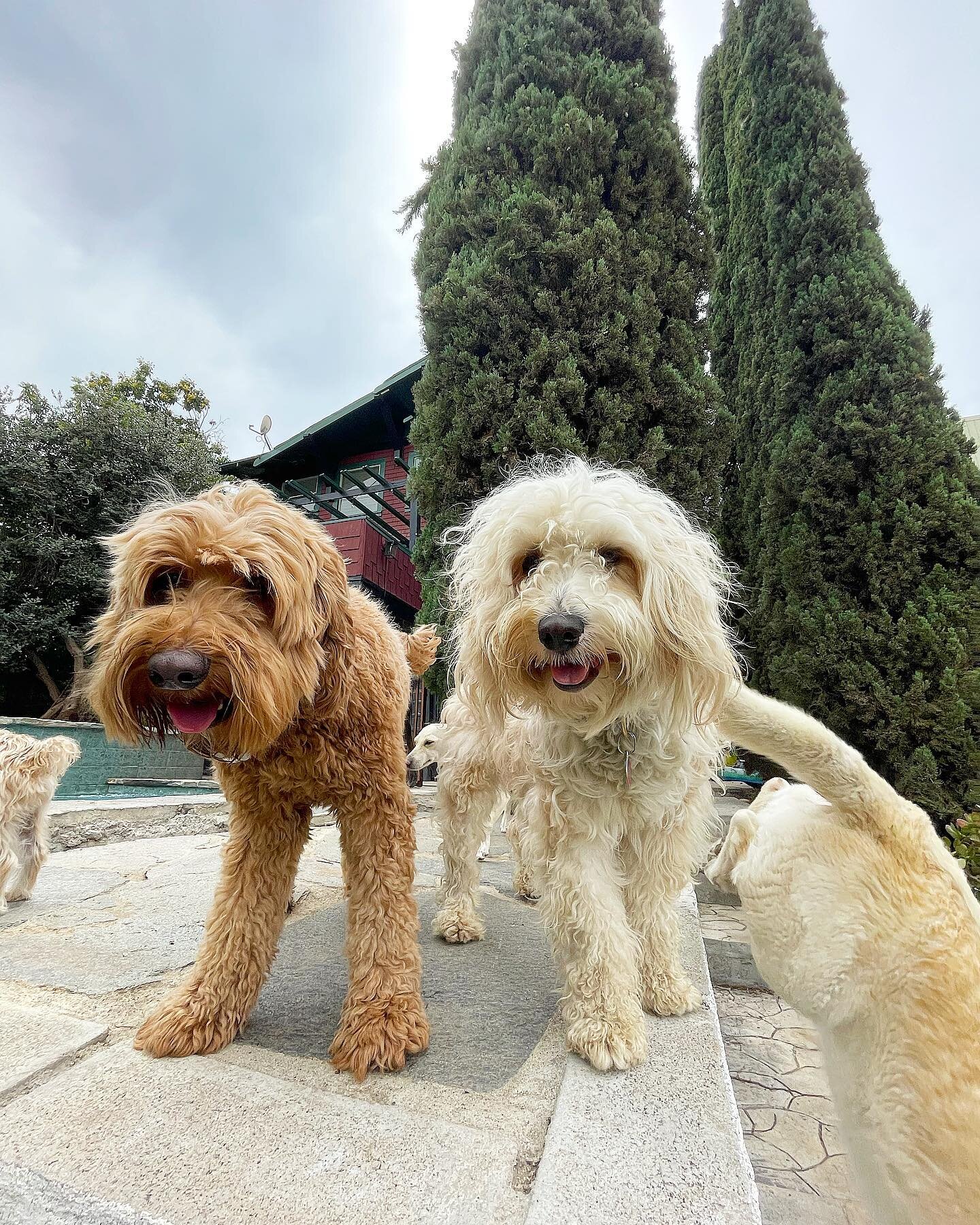 It&rsquo;s the doodle twins, out too conquer doggy boot camp 💪🏻 🏃&zwj;♂️ 🎾

Let&rsquo;s run through the schedule for camp 1 more time 🤔 

🔵 Between 12pm &amp; 1 pm we start pick ups with all their best buds

🔵 1:30 pm- 2pm, light social hour a