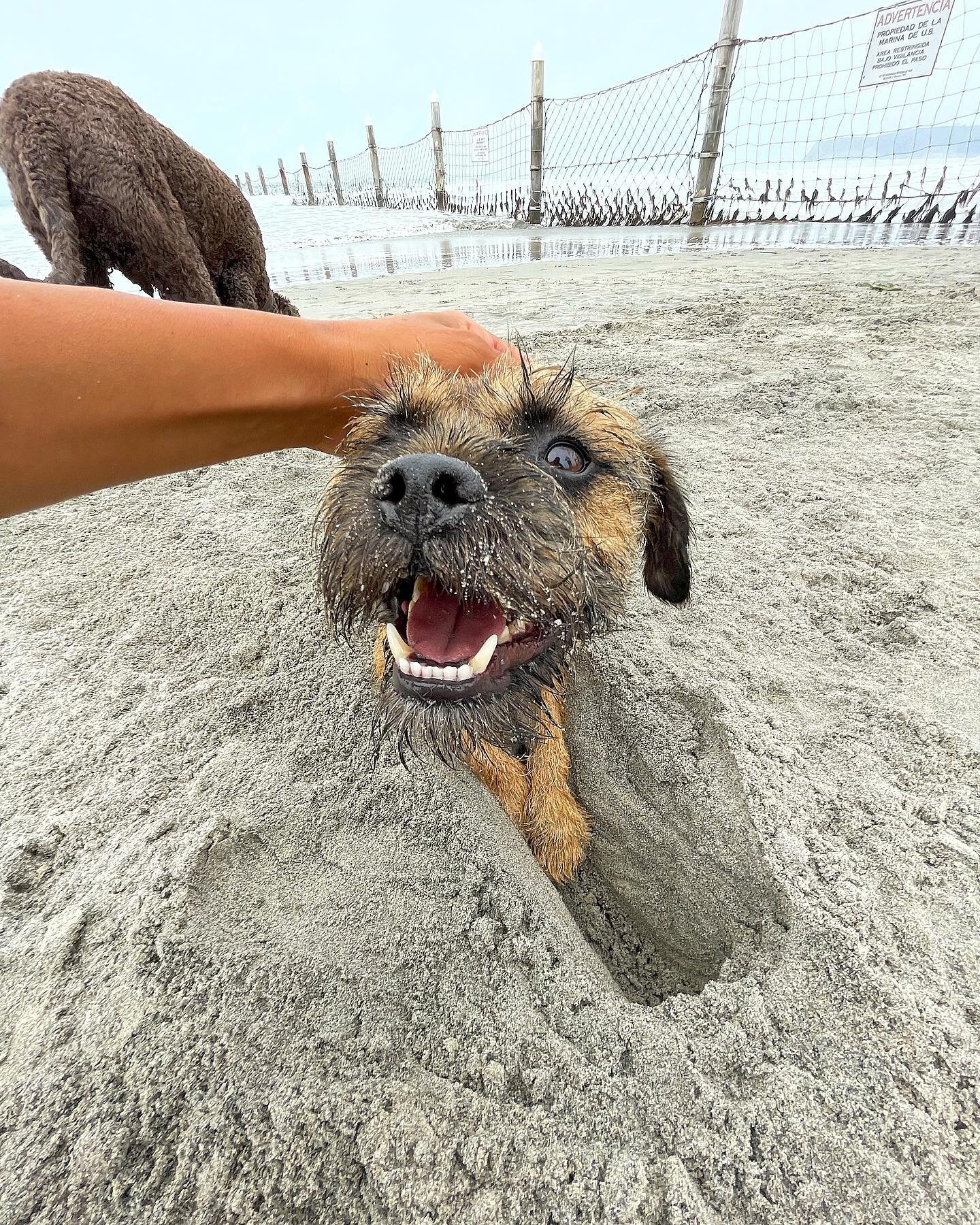 Just let the dogs RUN! 💨 

You ever heard that term &ldquo;living your best life&rdquo;? Well, this is the definition of it. Beach play dogs are living their best life by being active, healthy, and happy all in one single exercise. 

LIVING. YOUR. B