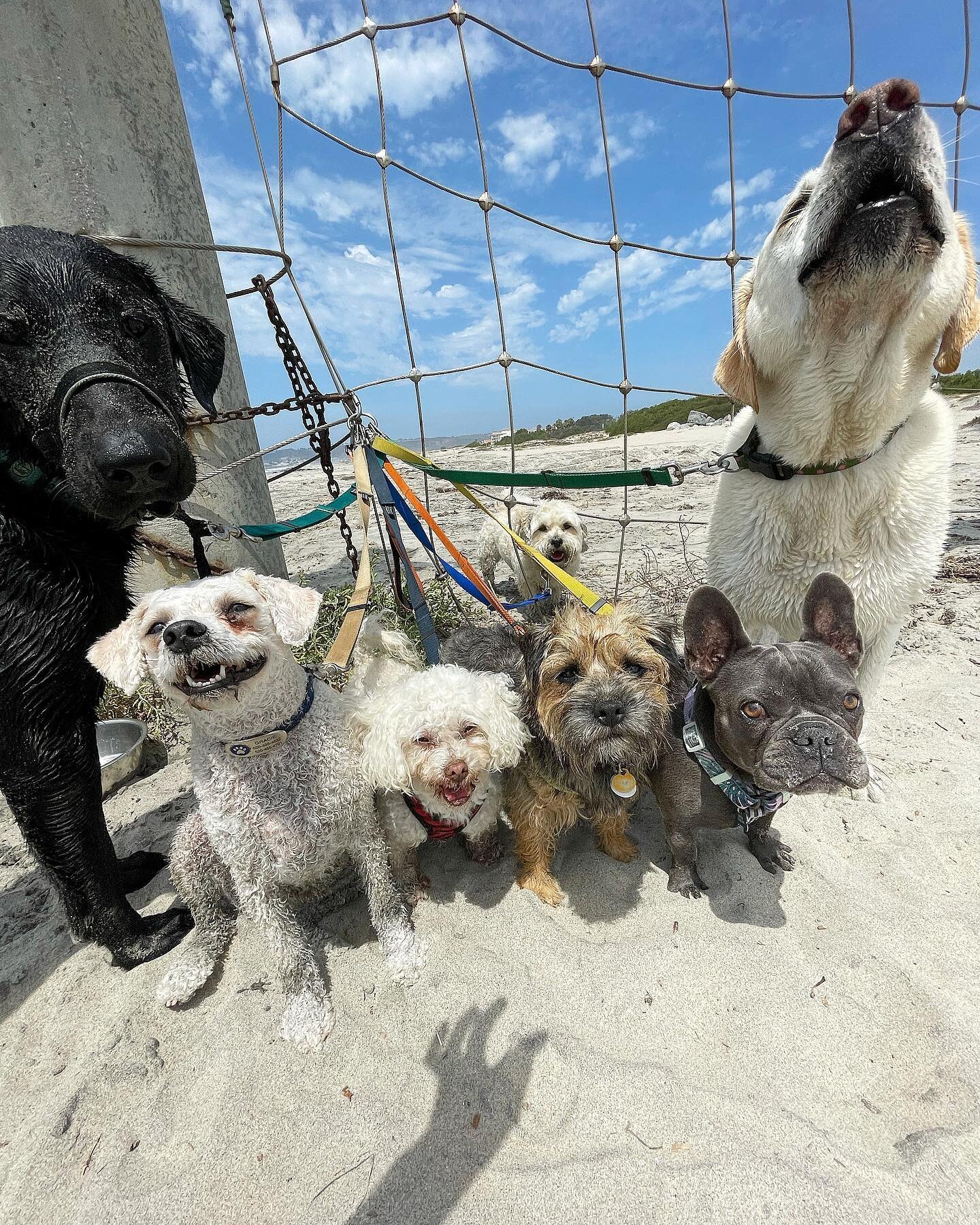 We are inviting dogs of all shapes and sizes to hang 10 🐶 🌊🤙🏻 ! 

Let the dogs play without limits, as @palsthatwander always says. There are so many benefits to keeping a happy and healthy dog in the form of PLAY. All your dog thinks is they are