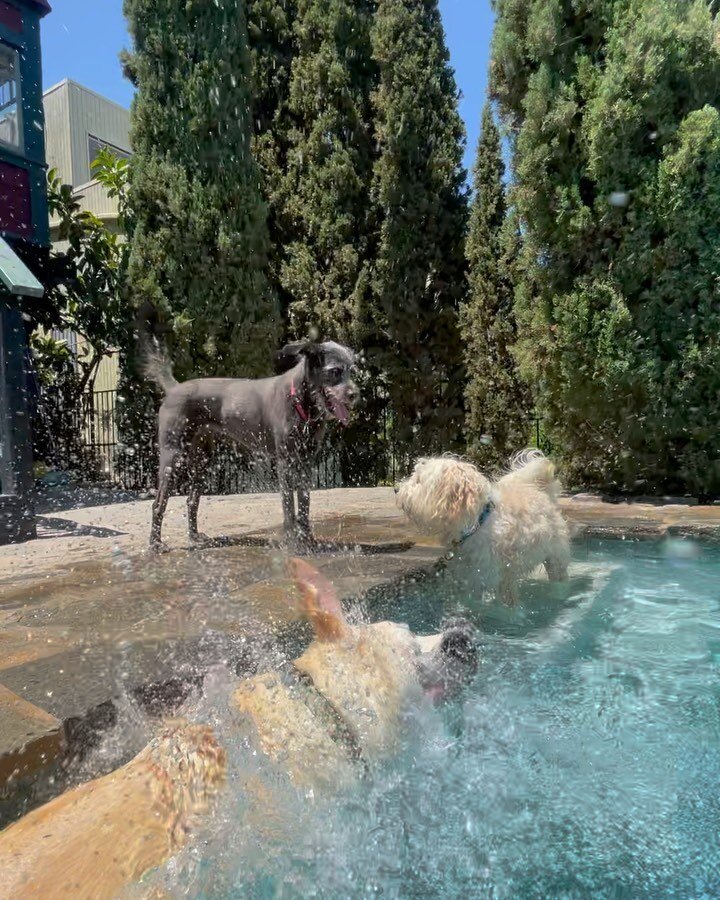 The heat won&rsquo;t stop us from having a good time 🔥 

These lucky pups are so thankful to beat the heat in style. They have a large swimming pool just for them to cool off. No overheating or becoming too lazy at camp because of weather. The wet p