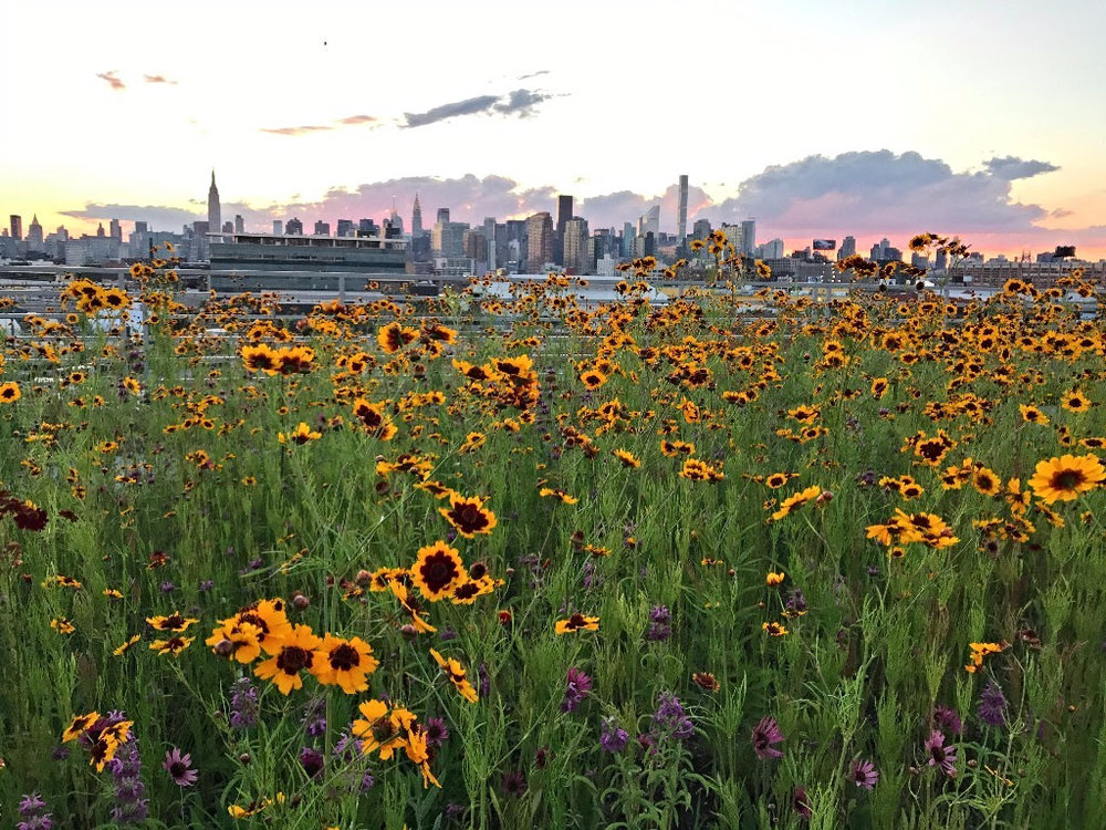 SOLD OUT - FREE ROOFTOP TOUR at Kingsland Wildflowers