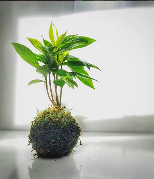 SOLD OUT - Kokedama How-To: Floating Bonsai Gardens with EunYoung Sebazco