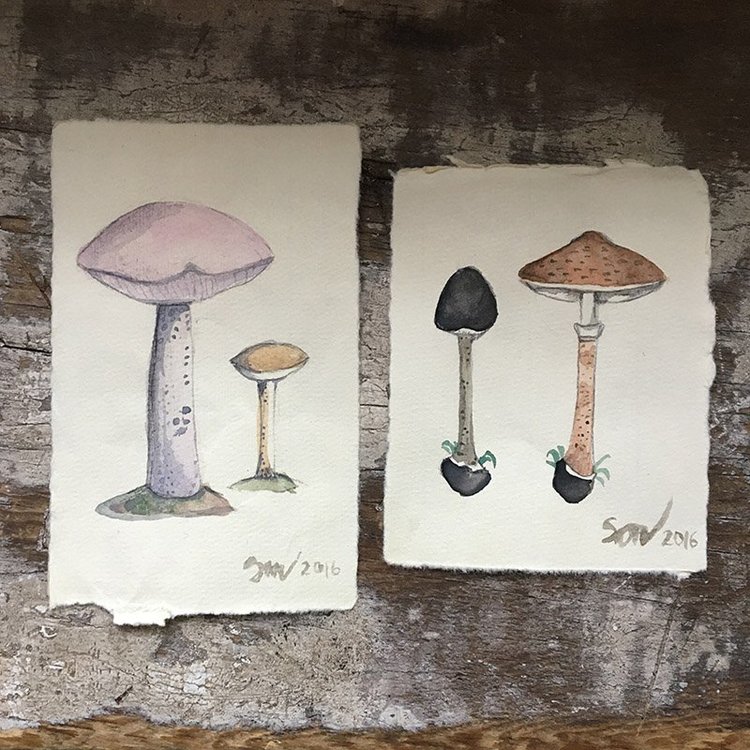 Children's Botanical & Mushroom Studies in Watercolor