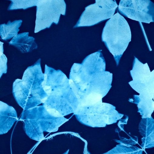 The Artful Science of Cyanotypes