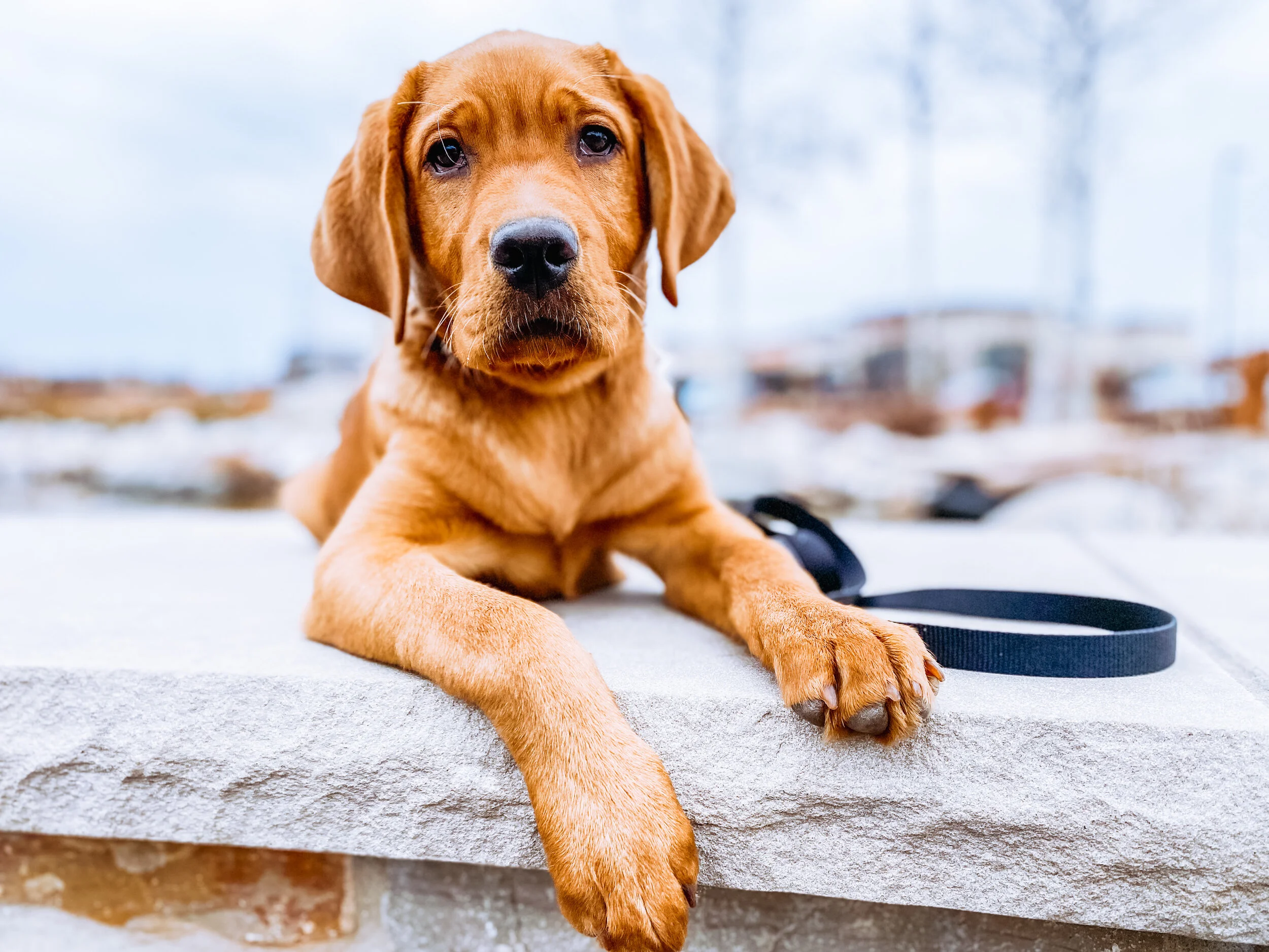 Are Board And Train Programs Right For My Dog