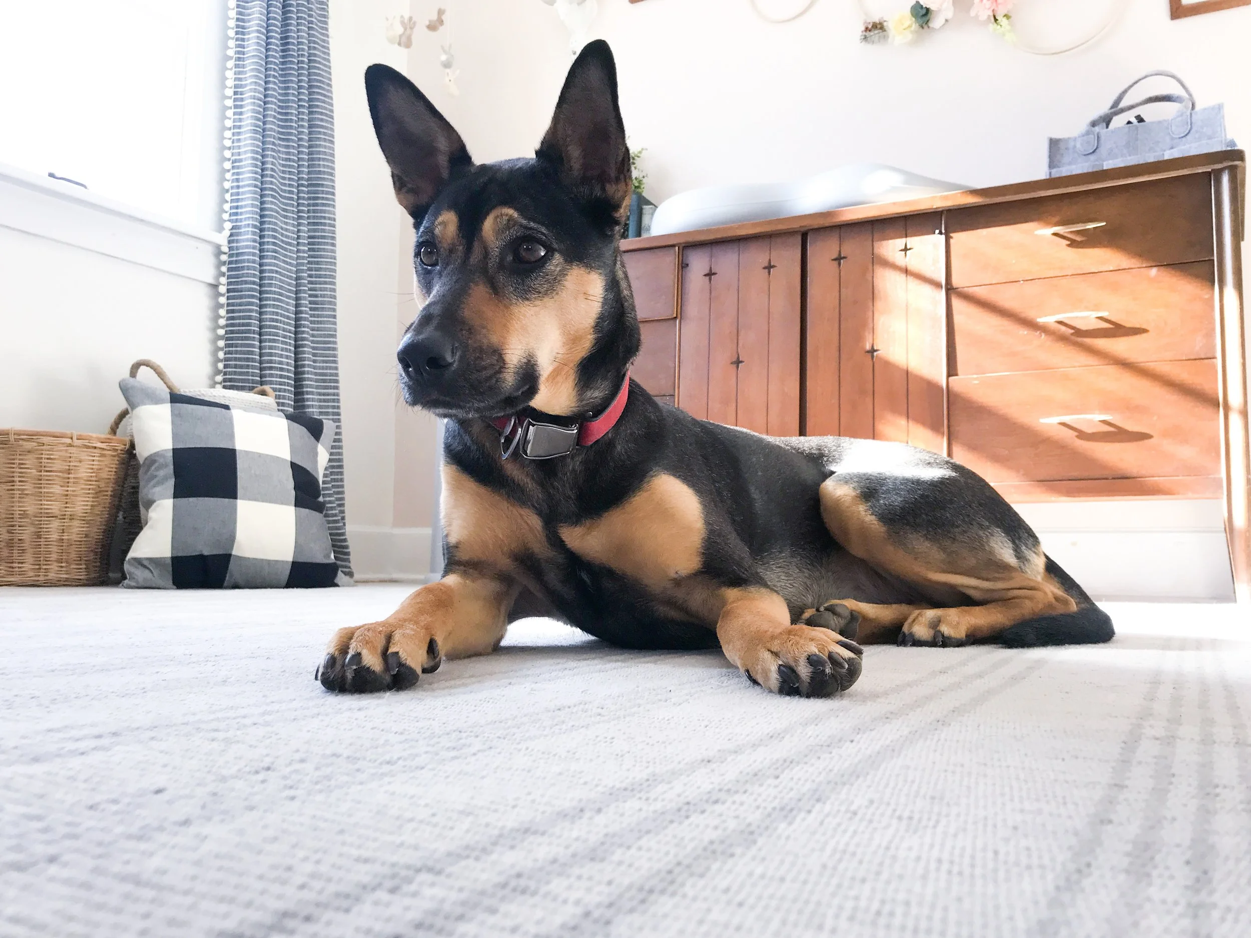 Almost Time! Woodland Nursery Update — Liz Quinn Homes