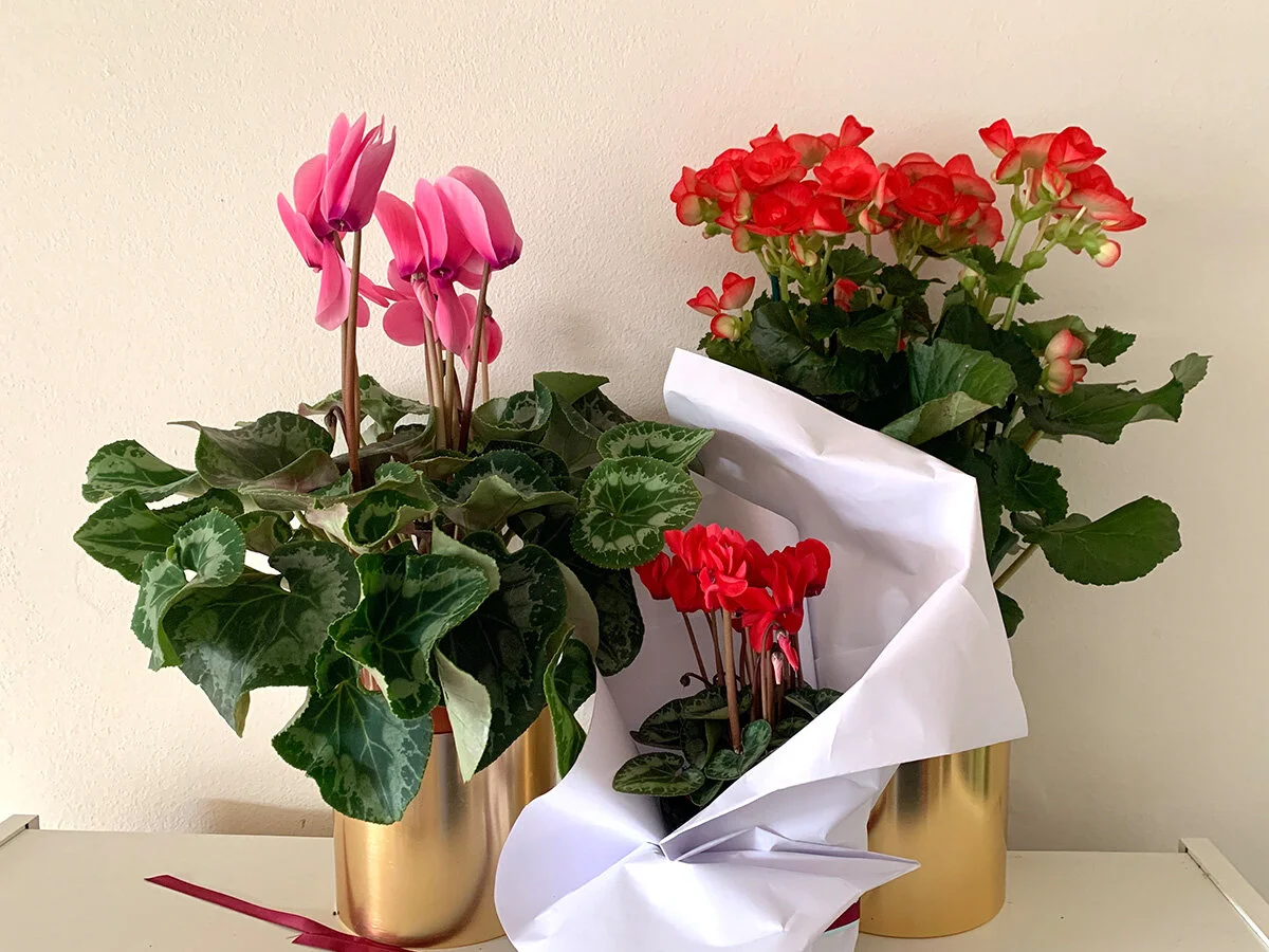 Flowering Plants
