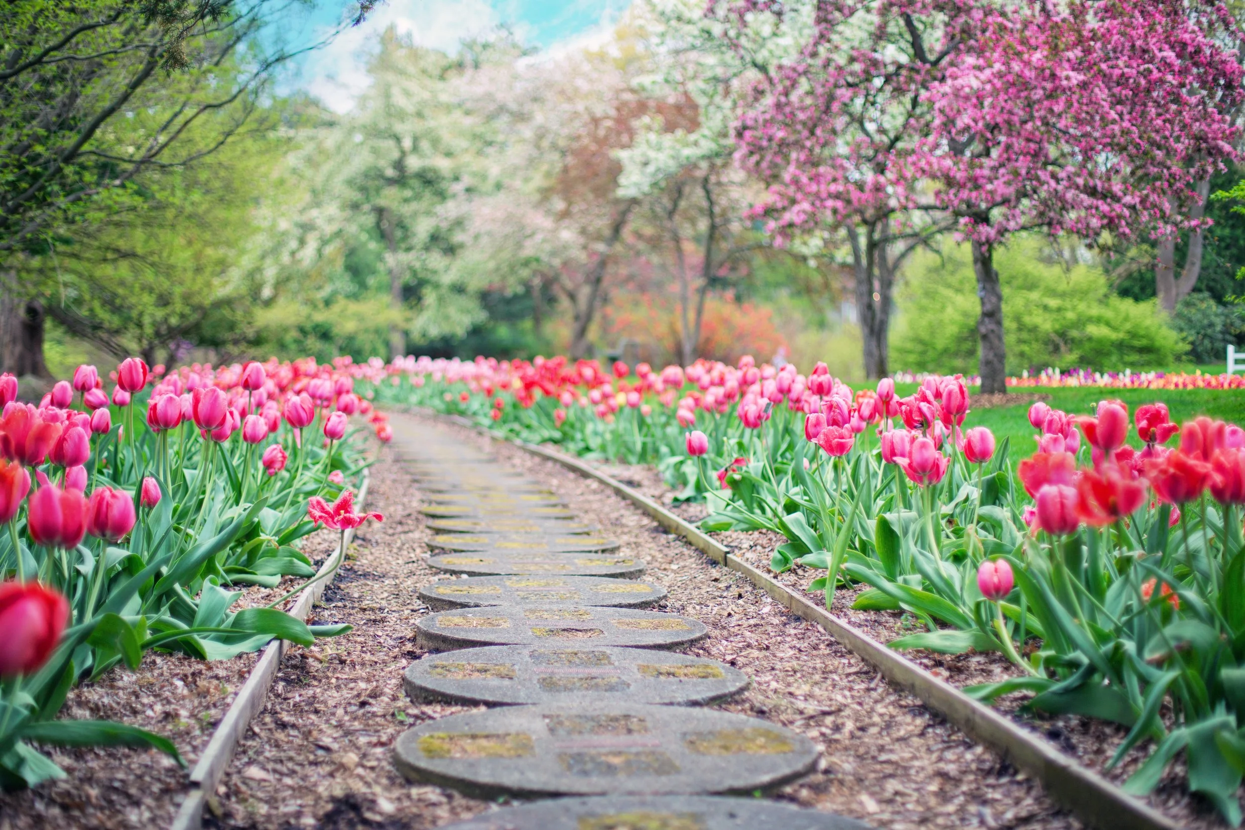 path - Tulips.jpeg