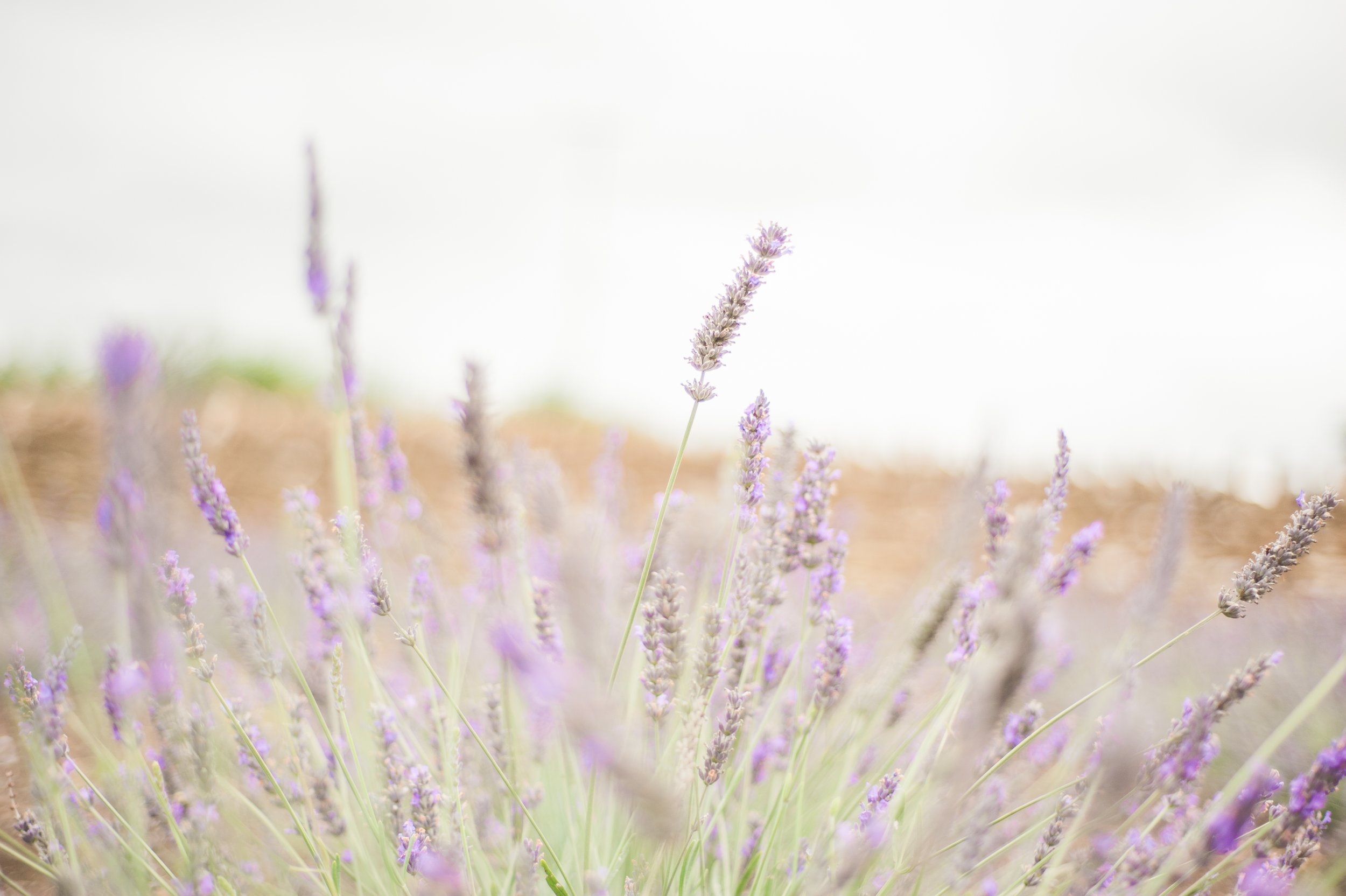 shutterstock_158963171.jpg