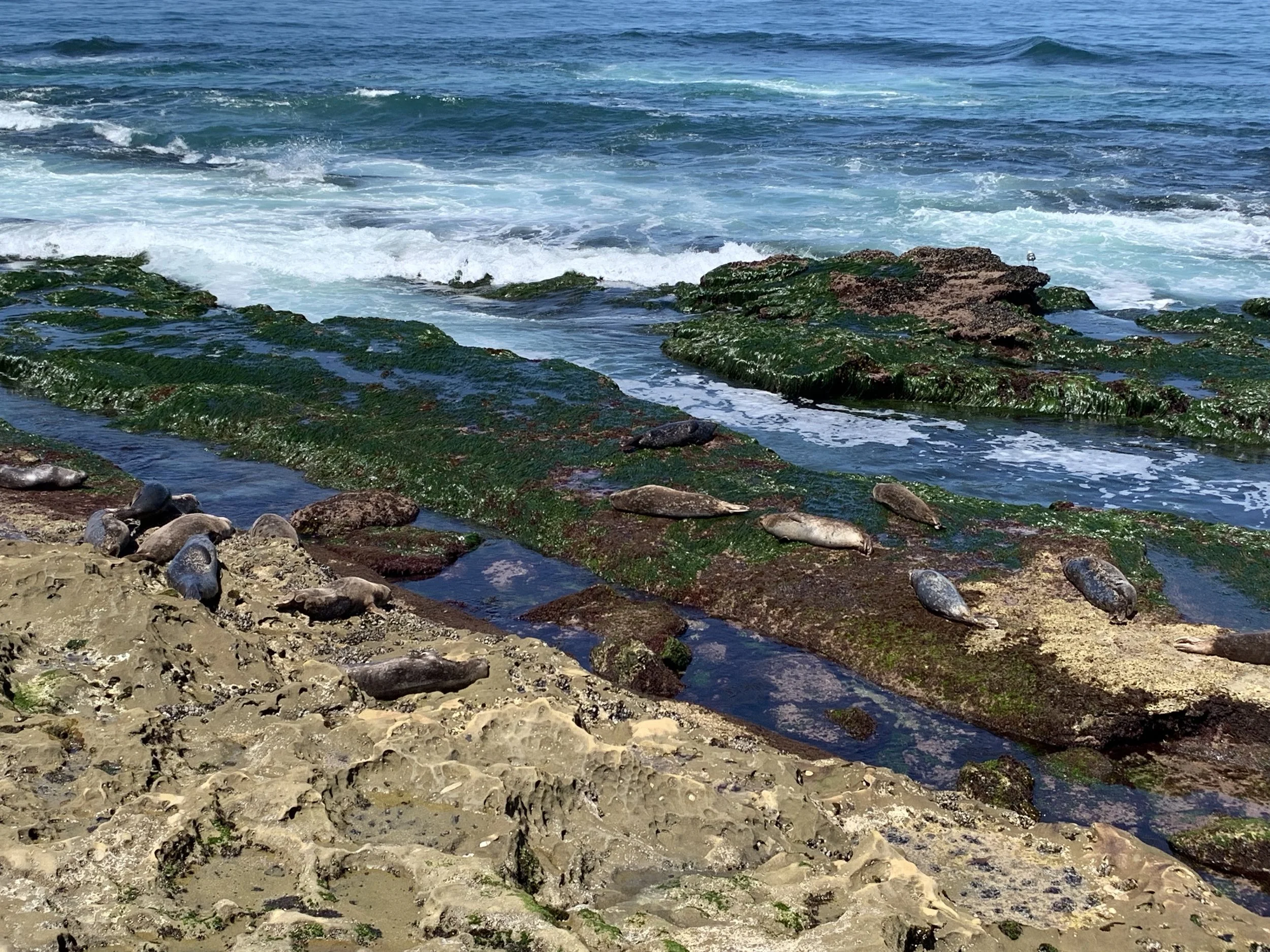 SEALS!