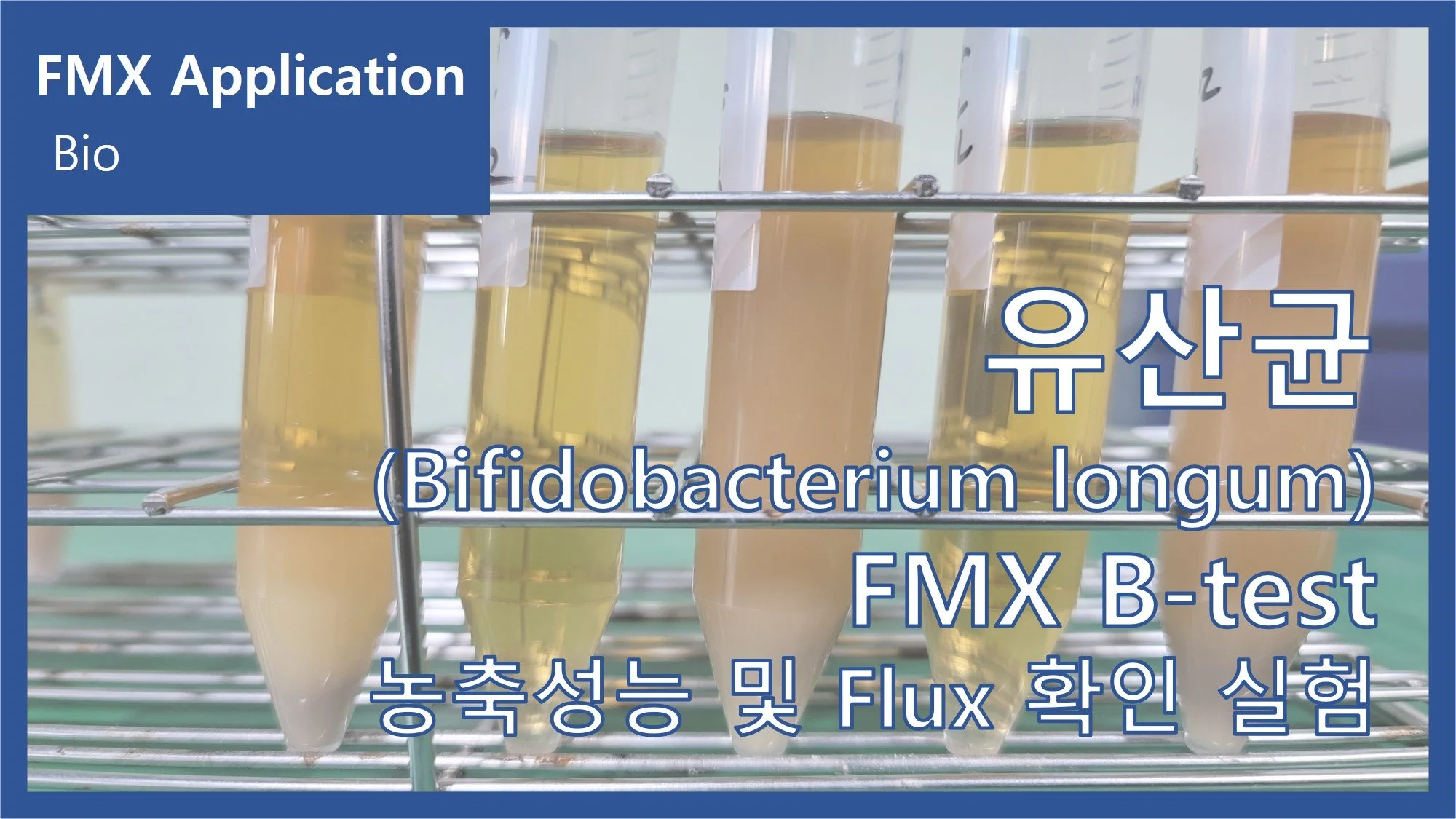 유산균(Bifidobacterium longum)