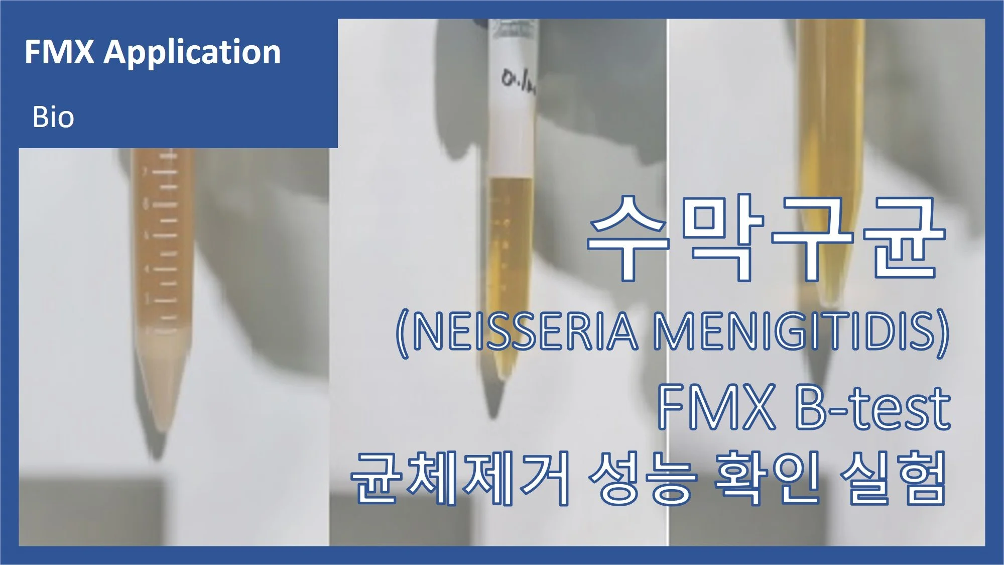 수막구균(Neisseria menigitidis)