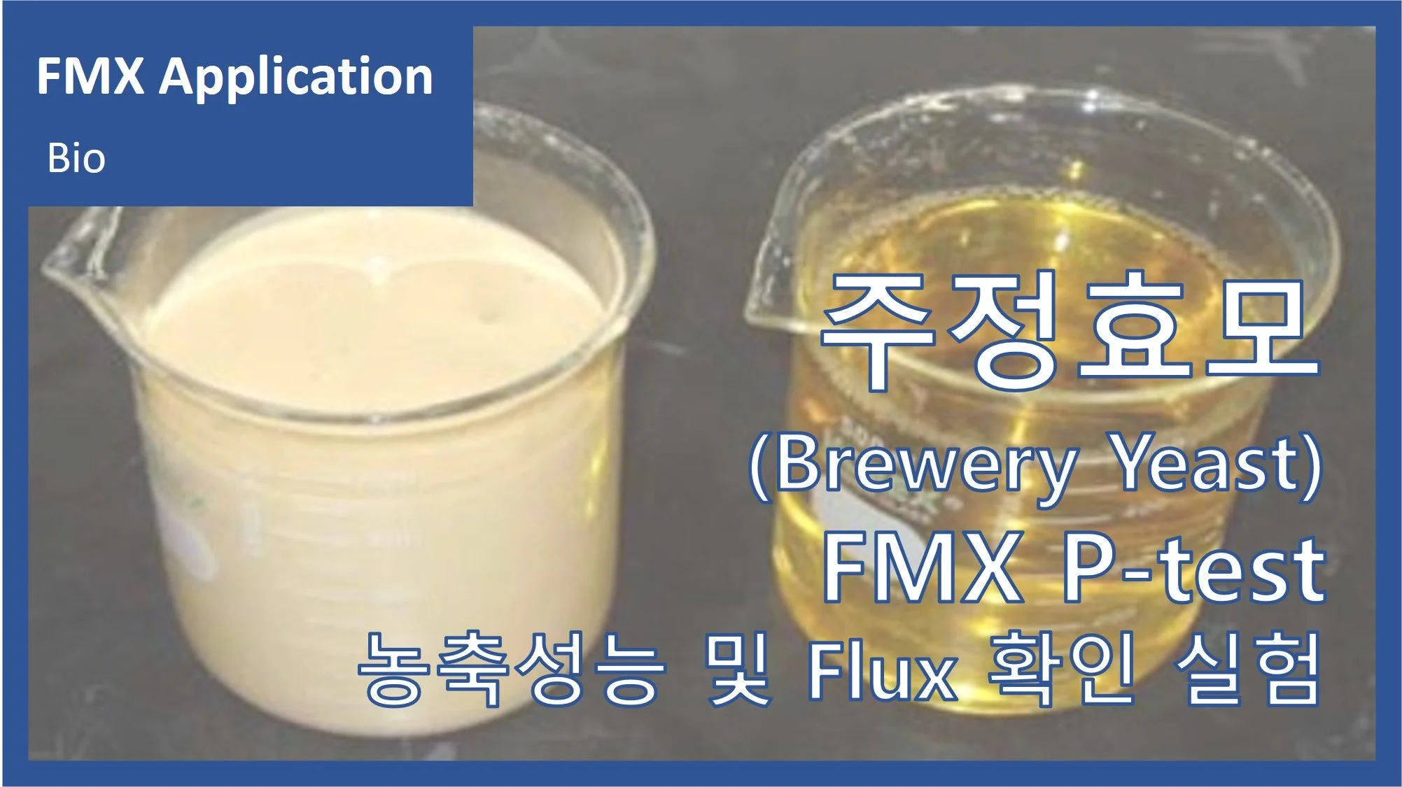 주정효모(Brewery Yeast)