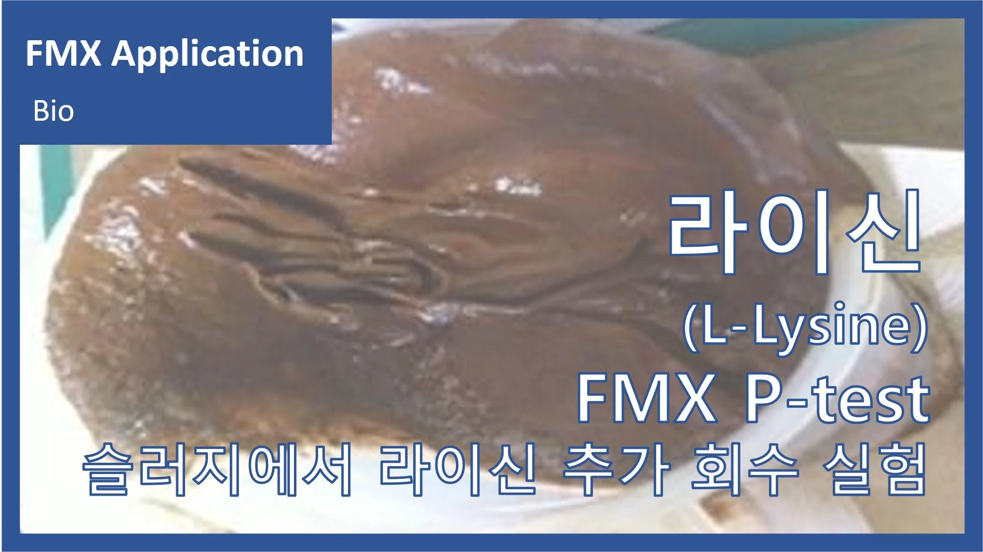 아미노산(L-Lysine)