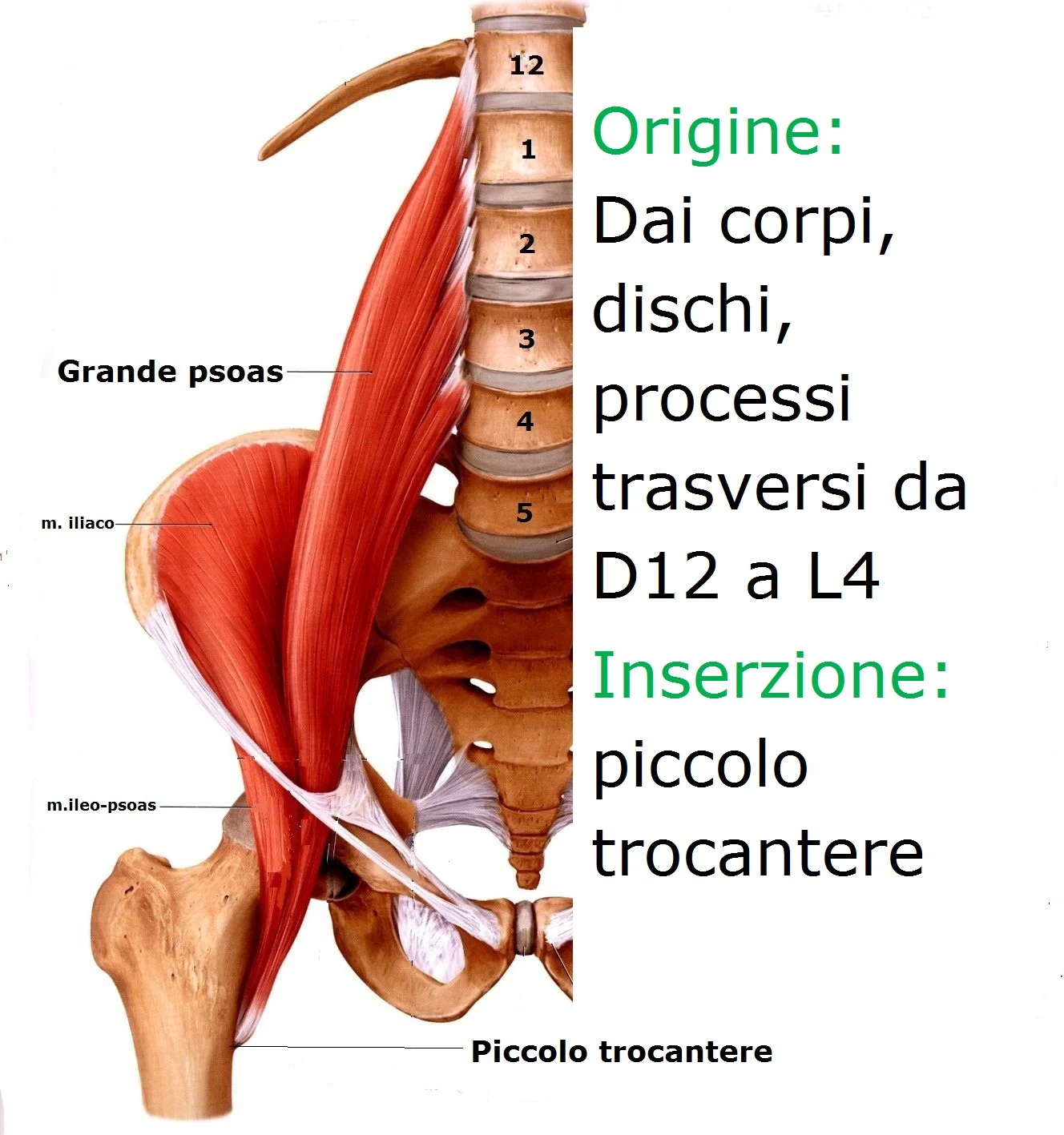 ileopsoas-mezzo1.jpg