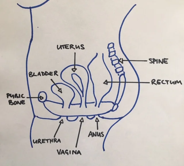 The 'How' & The 'Why' of Pelvic Floor Exercises