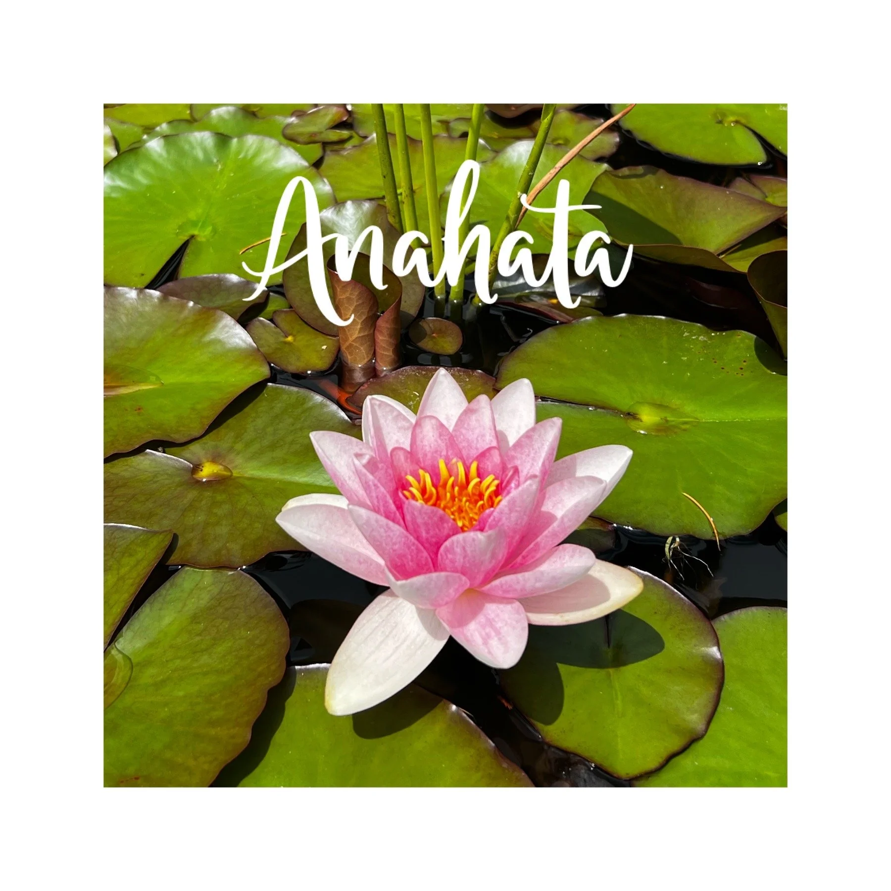 The Heart Chakra in Pregnancy