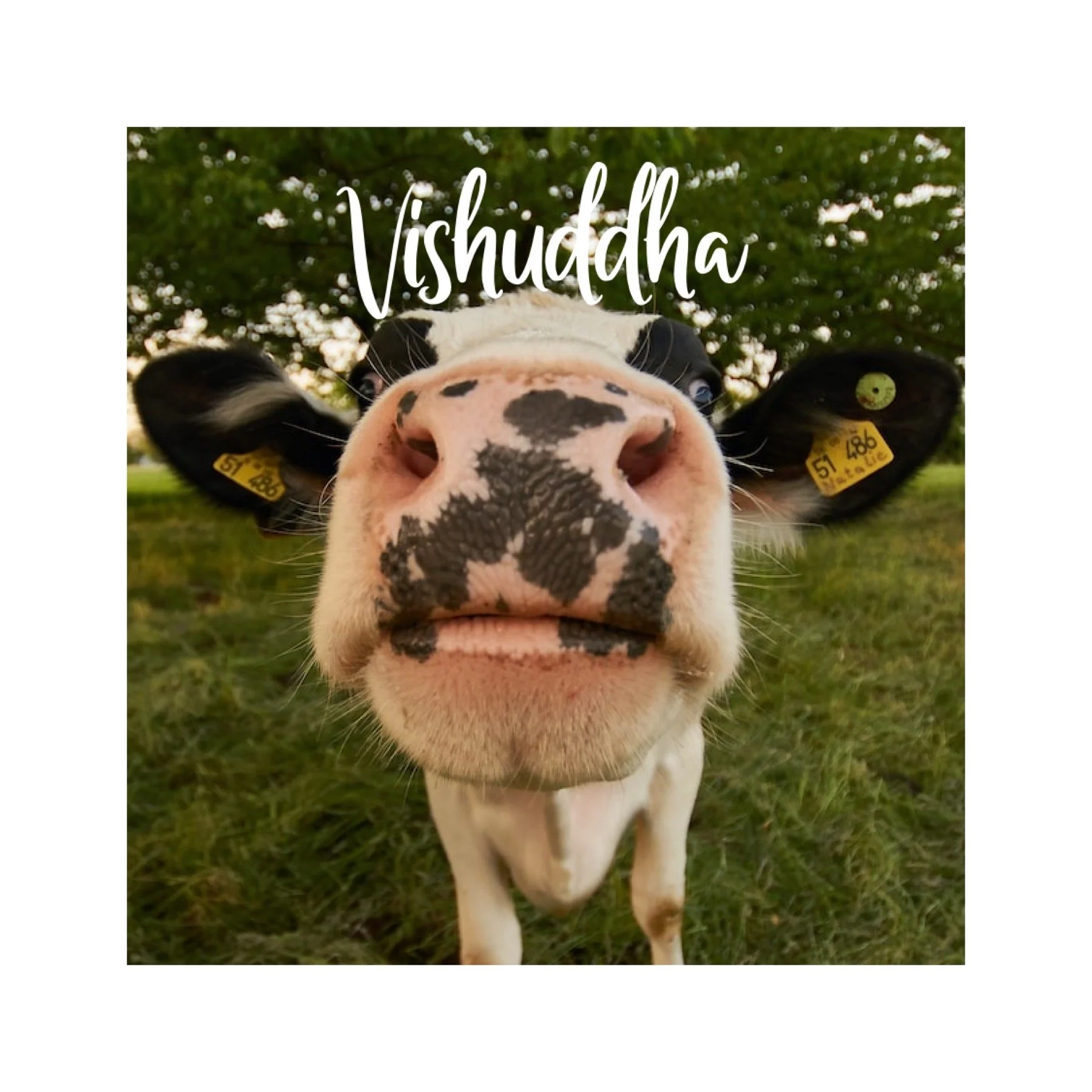 The Throat Chakra in Pregnancy