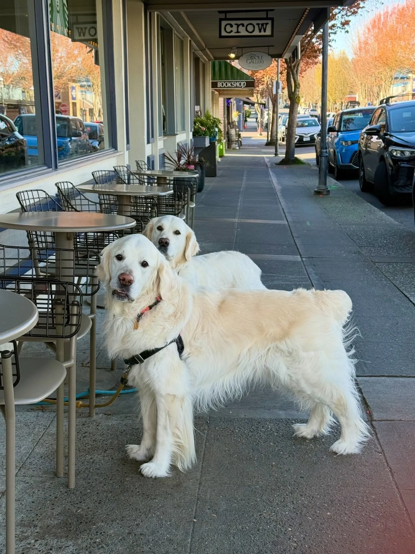 Patiently waiting for our person to walk us around Edmonds on this lovely day! 🐾