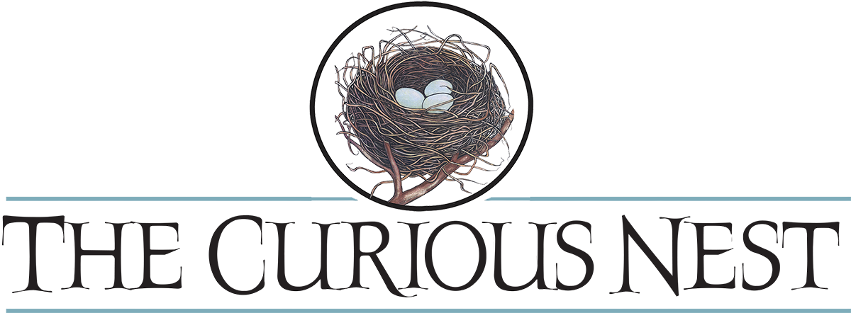 The Curious Nest