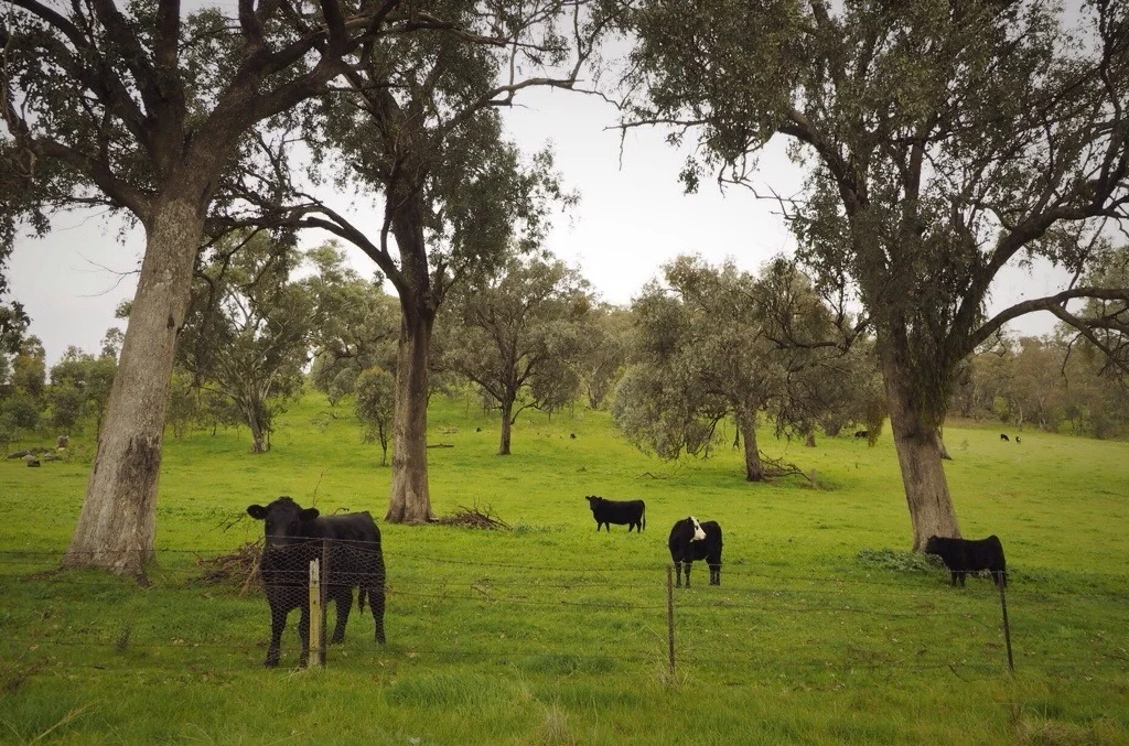 Cows and cameras …
Cows have taught me a lot about photography.
In fact, out of all the thumbless creatures on this planet, they’re perhaps the subjects that reveals most about the photographer.
In other words, if you want to know what a photographer is like with people, send them to photograph anything that goes “moo”.
Cows are better judges of character than most humans. As you approach, they calmly stop chewing their feed and look at you, observe you, consider you, then respond to you.
It’s as simple as this: If you’re likeable, they’ll stay. If you’re aggressive, agitated, rushed, nervous, loud, irratable, or, worst of all, insincere, they’ll stand up and move away.
They don’t pass judgement. They don’t scorn or look down their noses. They just decide, then and there, whether or not you are the kind of person they want to be around.
Early on as a newspaper photographer, I wasn’t the kind of person cows liked. Rushed between photo jobs, erratic and stressed about hitting deadline, cows took one look at me and literally grabbed their calves and bolted to the other end of the paddock.
For a while, I dreaded illustrating farm stories. I was terrified I couldn’t deliver the shots.
And the cows could smell my fear.
So I asked for help from a farmer.
“Mate, I grew up on the beach. The only cows I saw as a kid were on the sides of milk cartons. What should I do?”
After he stopped laughing at me (which took a while), he told me just to be honest.
“I am,” I replied. “I’m telling you, aren’t I?”
“Don’t tell me. Tell the cows,” he said.
So I shrugged and talked to his cows. “Hey ladies. I’m Ben and I’m scared you’re going to run away. Could I take your photo please?” I took a deep breath and waited.
The cows stopped chewing and looked at me. Stared at me. But for once, none of them moved.
I lifted the camera and clicked the shutter.
“See –” said the farmer, a bit smugly.
I talked to that herd of cows for about half-an-hour after that, snapping pictures of the farmer and his animals. I don’t remember what I told them, but I’ve never forgotten what I learned that day.
And I still talk to cows to this day.
Ben