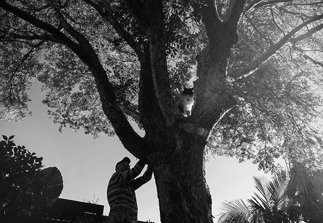 That iconic silhouette of Dad pulling his furriest grandchild out of his favourite tree.
🐈 
This popped up on Memories and reminded me to photograph as much mundane stuff as possible, because things can change fast and snapshots can quickly become t