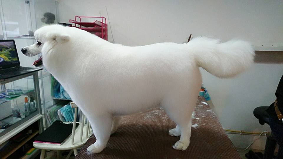 grooming a japanese spitz