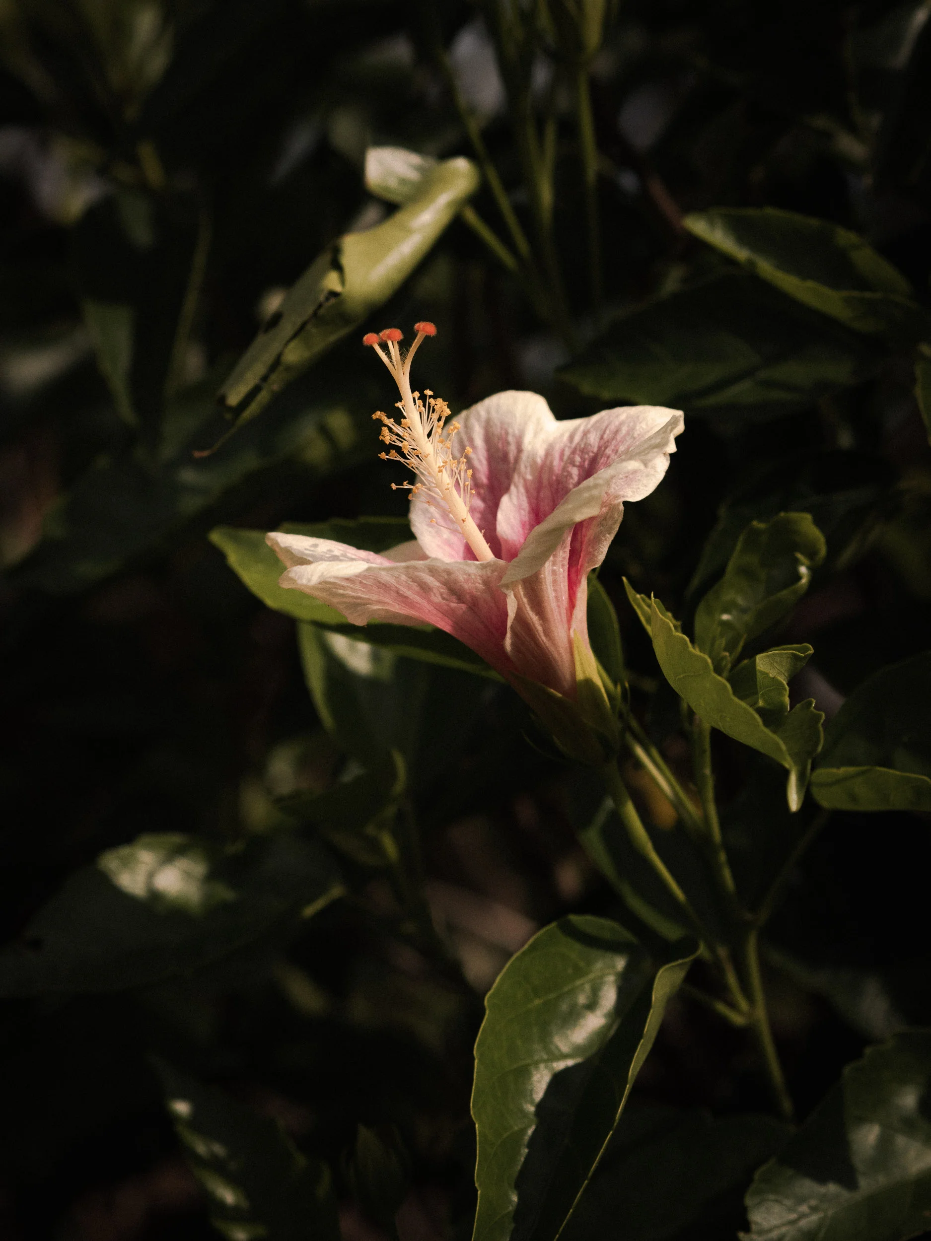 P1011885-2.jpg