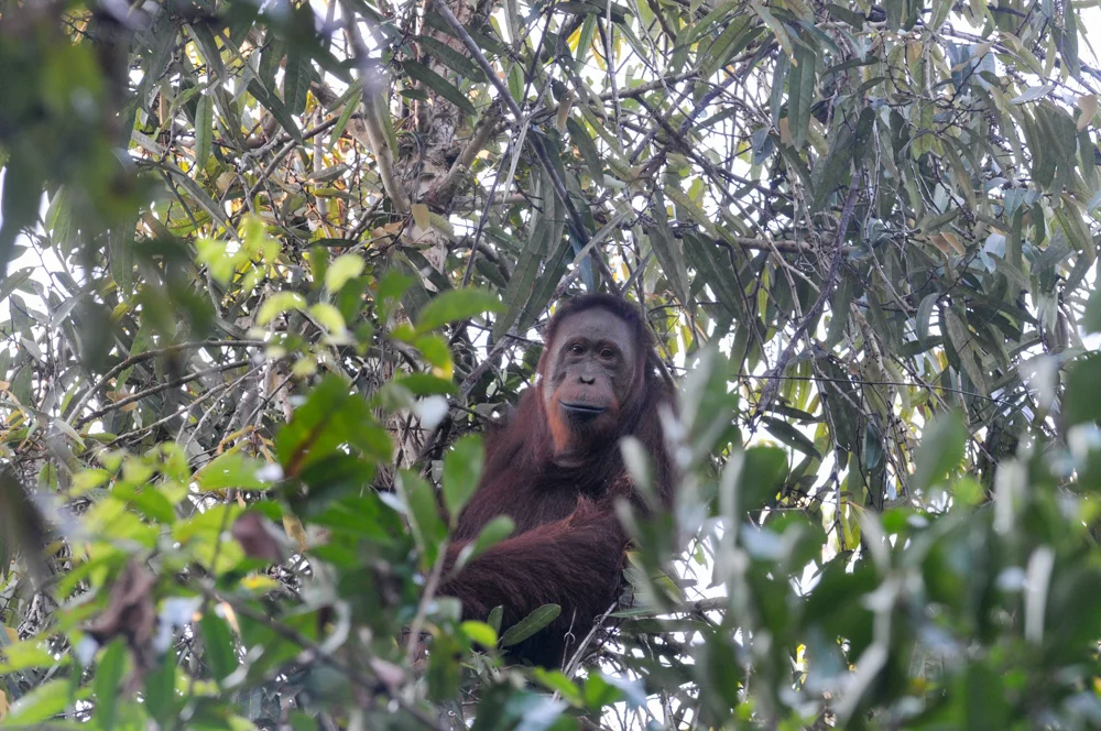 expedition-borneo-anne-van-midden_s-22.jpg