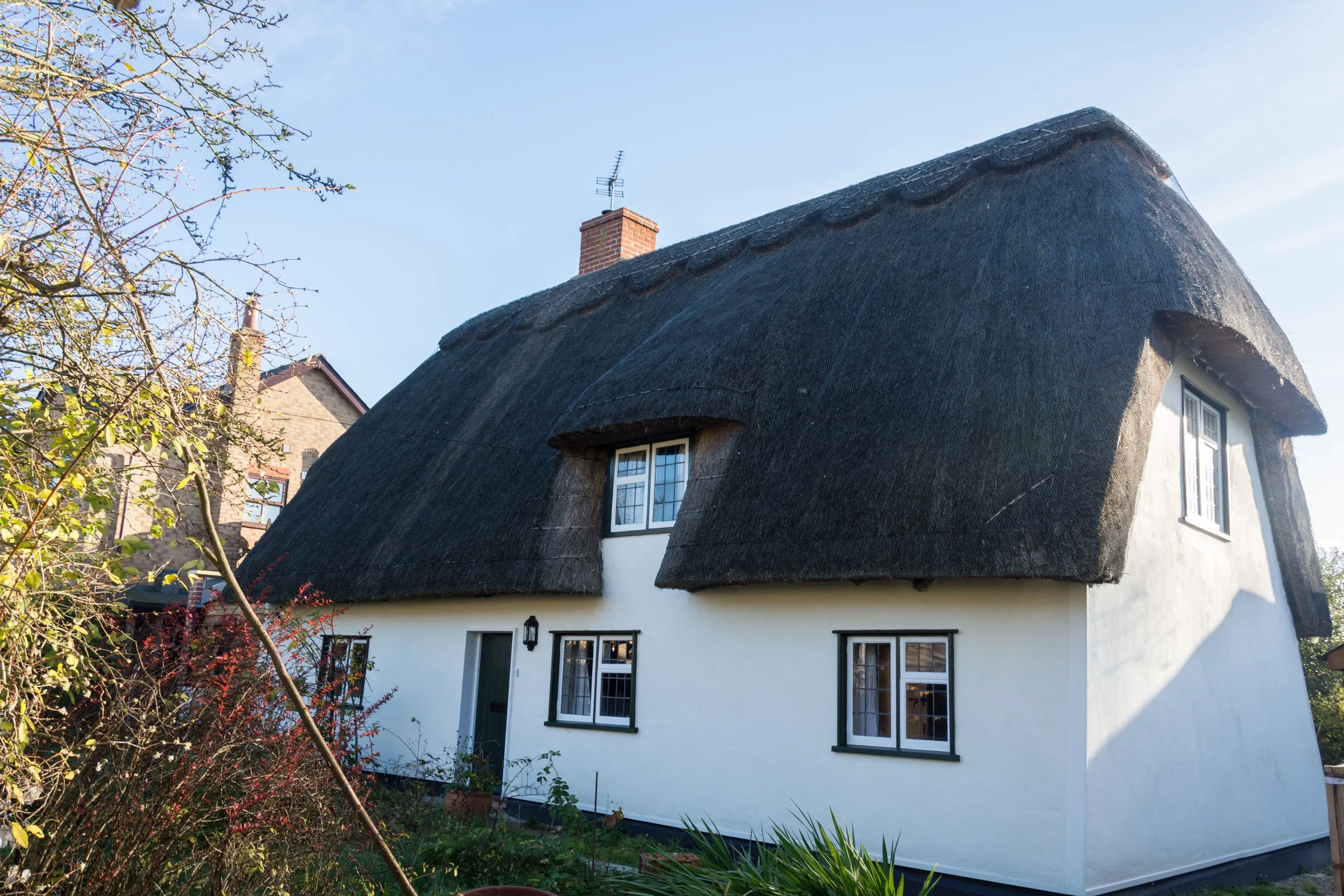 PIC_2651Thatch.jpg