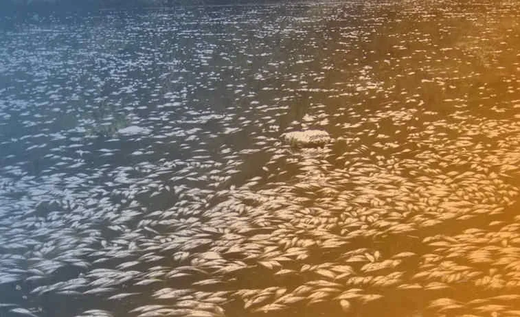 Pollution du Tage : des milliers de poissons morts et une enquête en cours