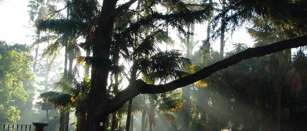 Le Jardin Botanique de Lisbonne rouvre ce samedi après 1 an et demi de travaux