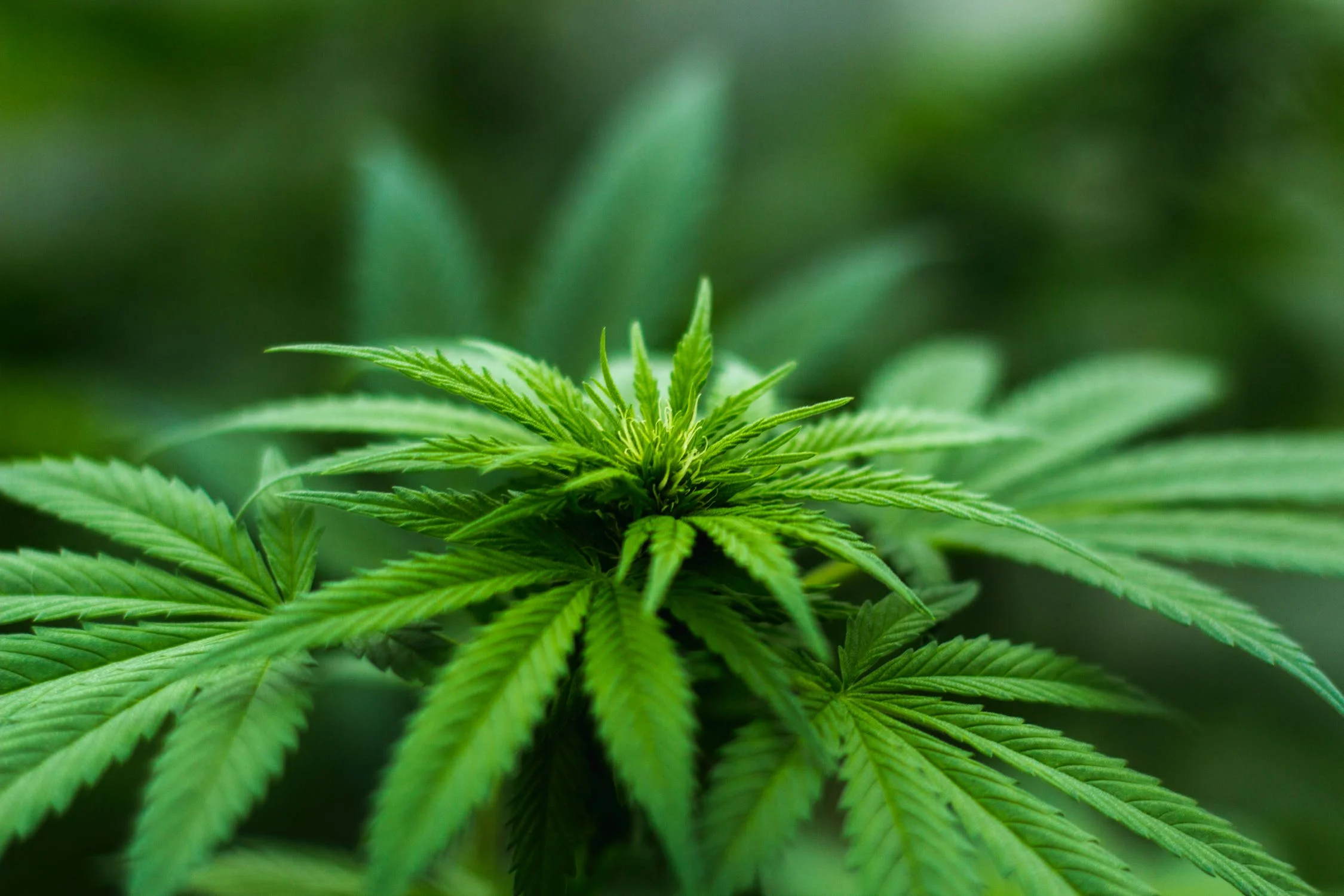 La Commission Parlementaire portugaise sur la santé approuve l’usage du cannabis à des fins thérapeutiques