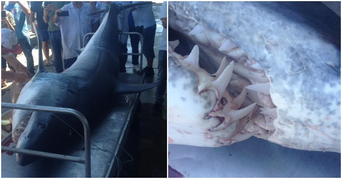 Un requin de plus de 400 kg et 3 mètres de long capturé à Sesimbra pour être consommé
