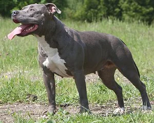 pitbullterrier-2.jpg