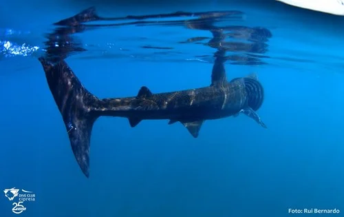 The 2nd largest shark in the world filmed along the coast of Sesimbra in Portugal