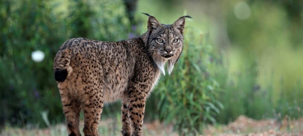 Success for the reintroduction of the Wild Lynx in Portugal: 2 new  specimens released today — Lisbob