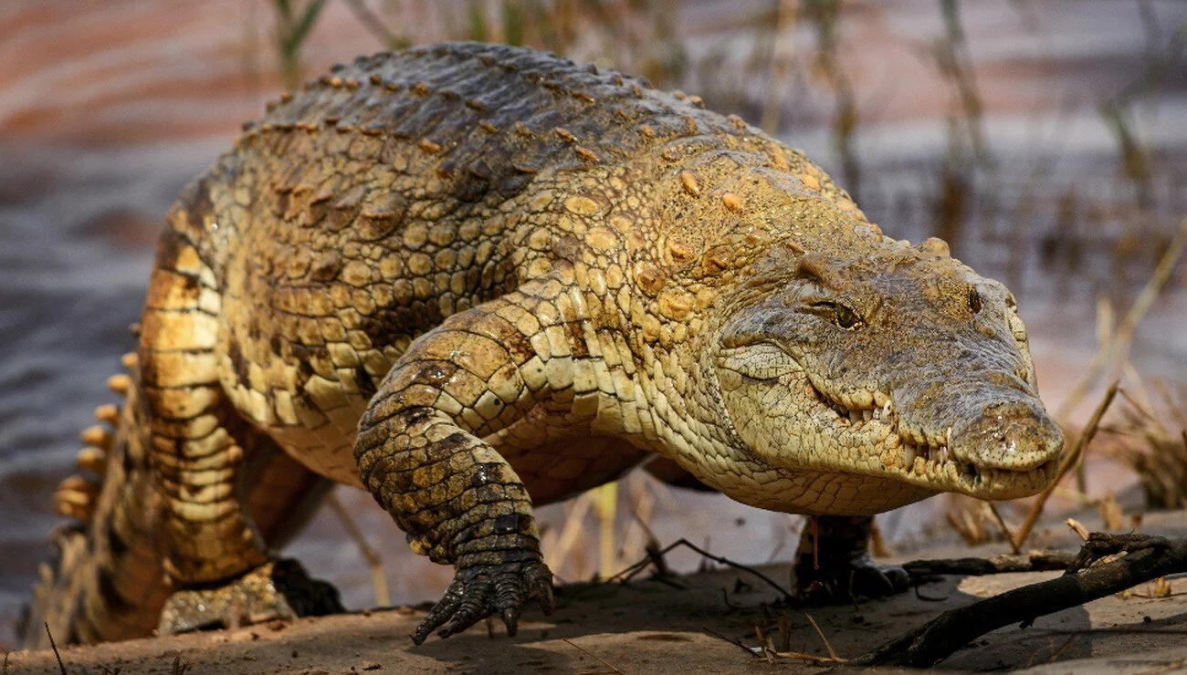 A "very aggressive" Nile crocodile sought in the waters of the Douro River