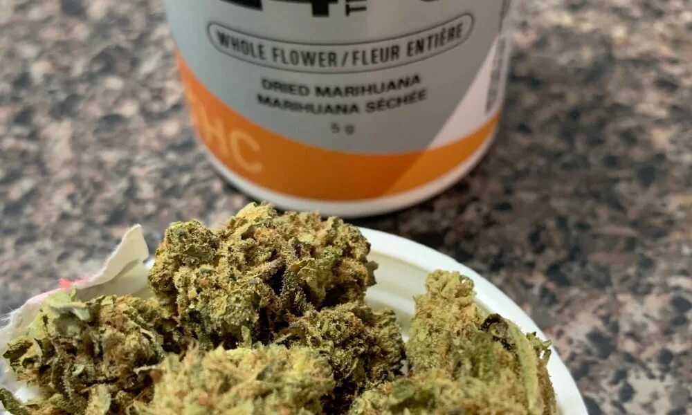 Le cannabis médicinal arrivera dans les pharmacies portugaises en avril