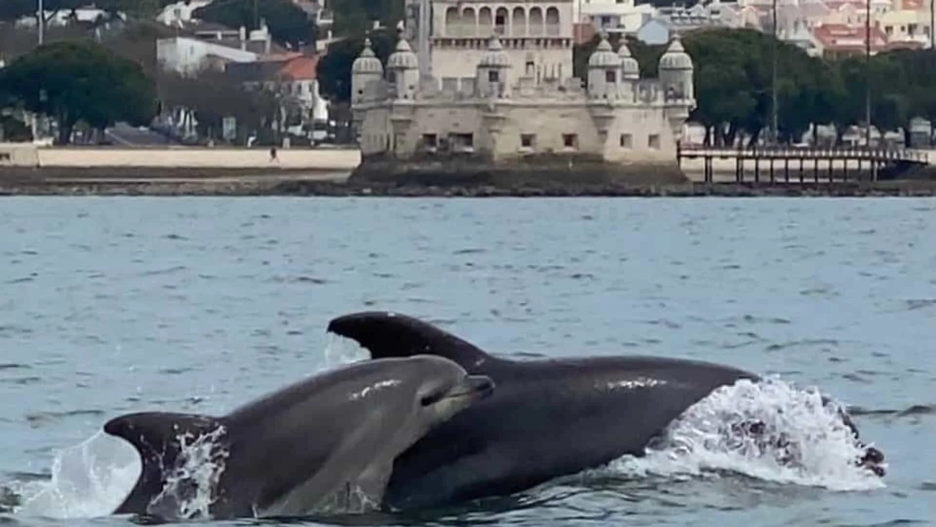 Plus de 50 dauphins aperçus à Lisbonne