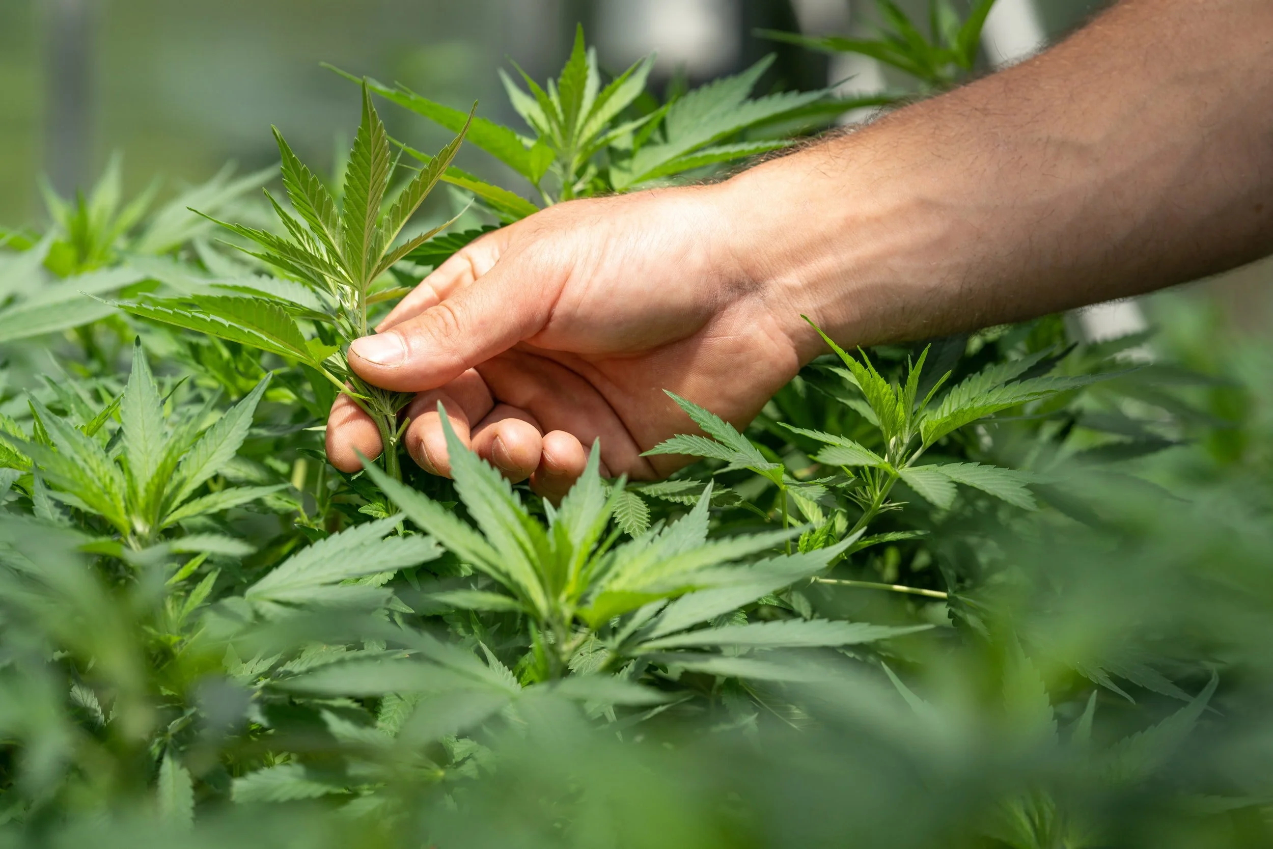 L'Espagne légalise le cannabis à usage médicinal