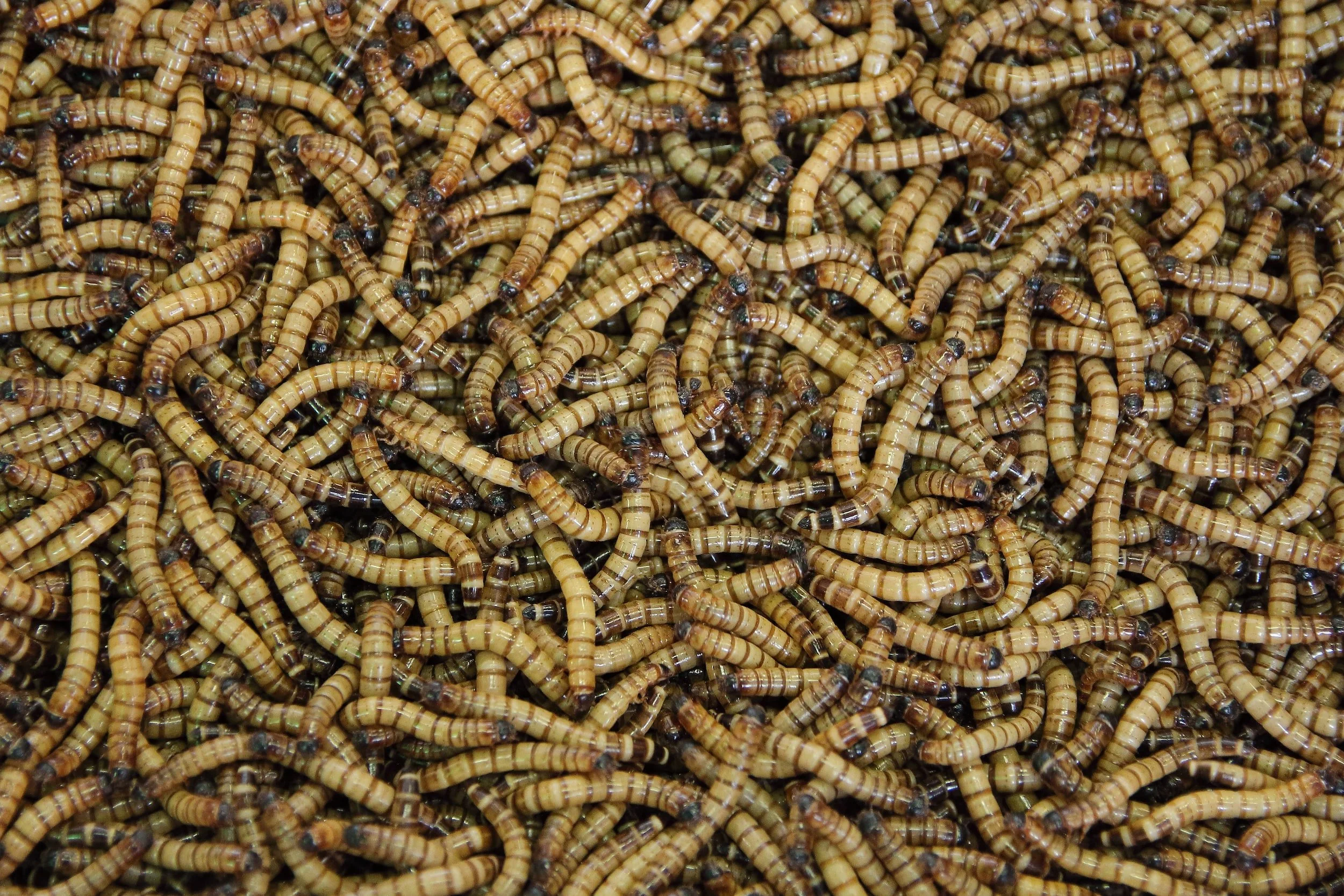 L'Italie interdit la farine d'insectes dans les pâtes et pizzas
