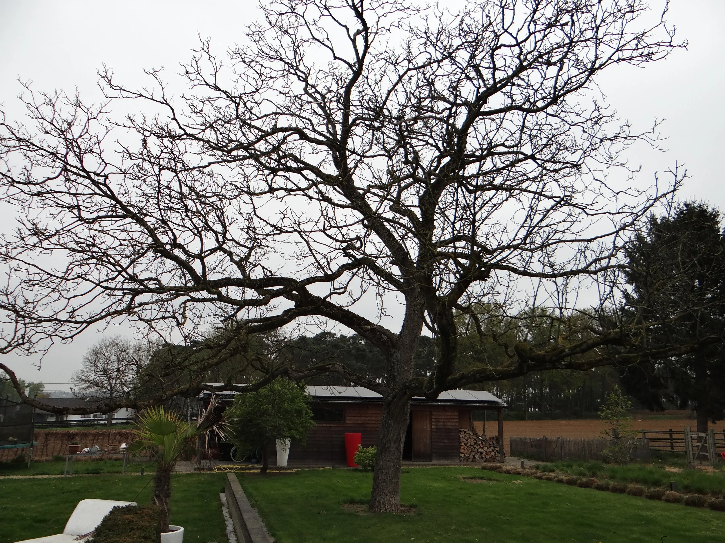 Walnoot uit Bekkevoort als grondstof
